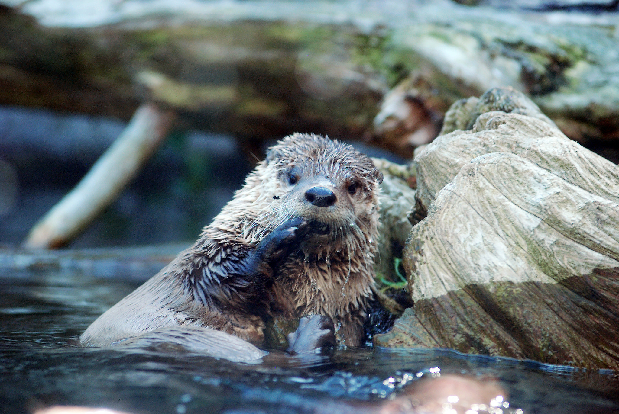 Nikon AF-Nikkor 80-200mm F2.8D ED sample photo. Otter photography