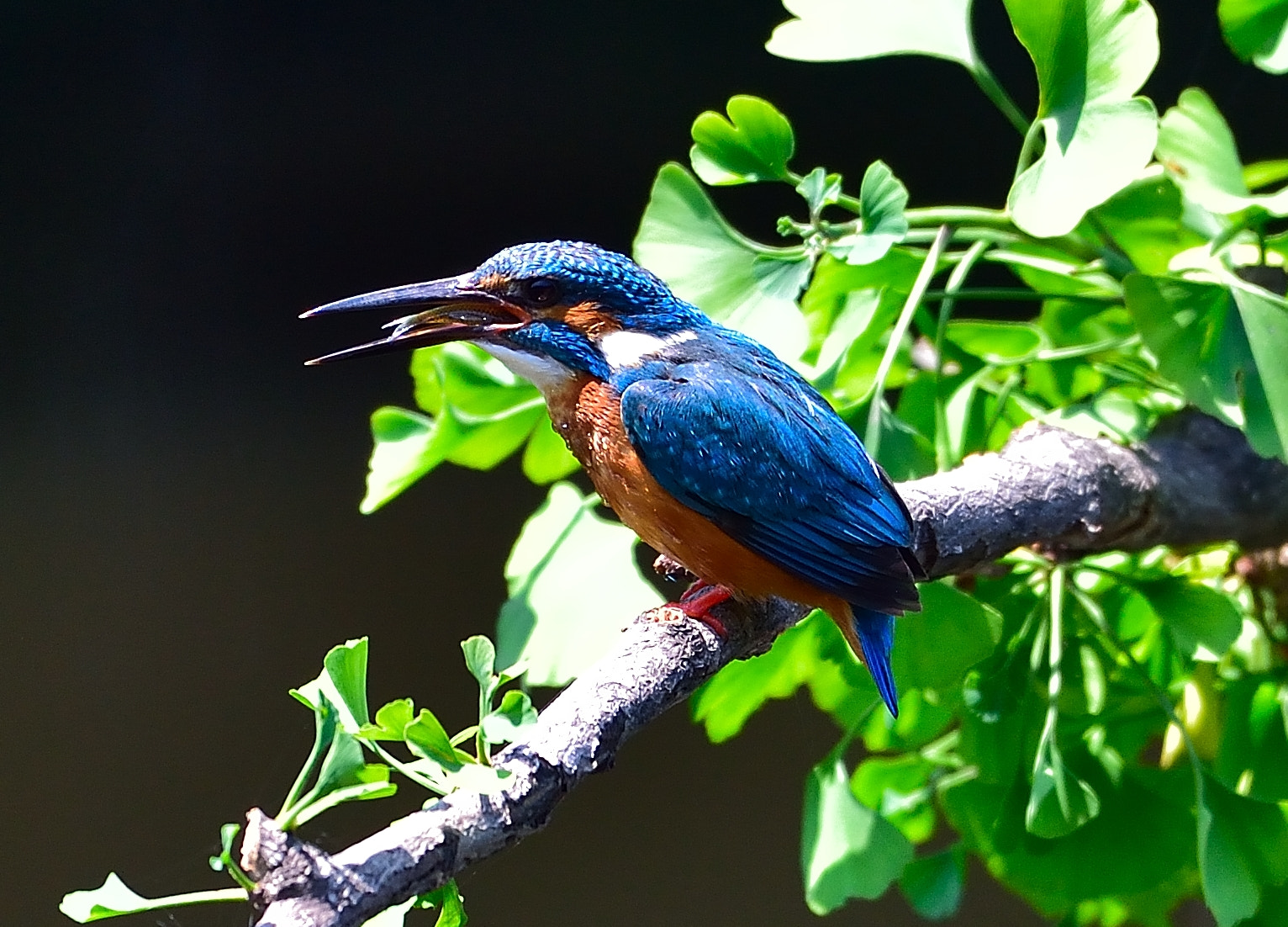 Nikon AF-S Nikkor 200-500mm F5.6E ED VR sample photo