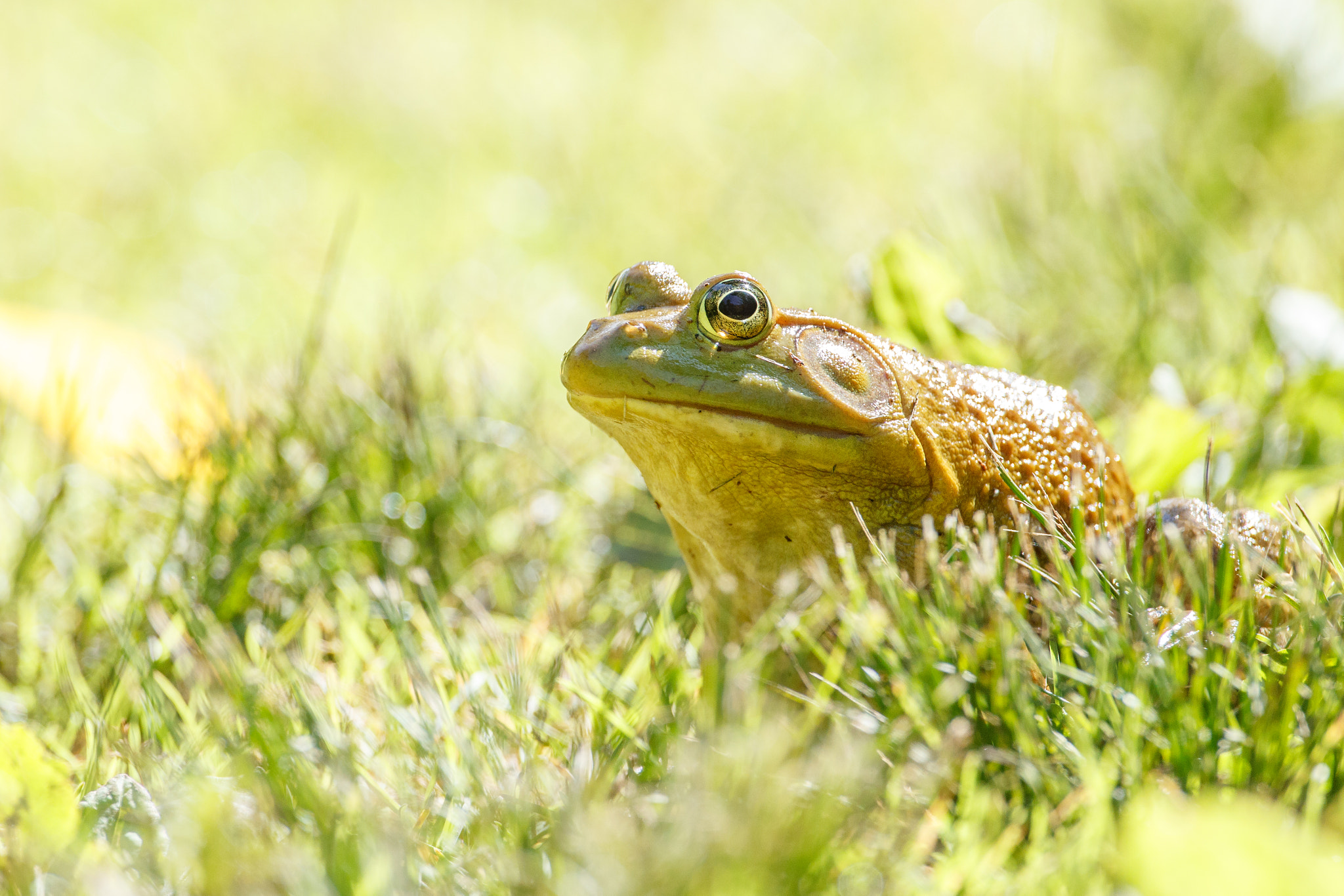 Canon EF 500mm F4L IS USM sample photo. Frog photography