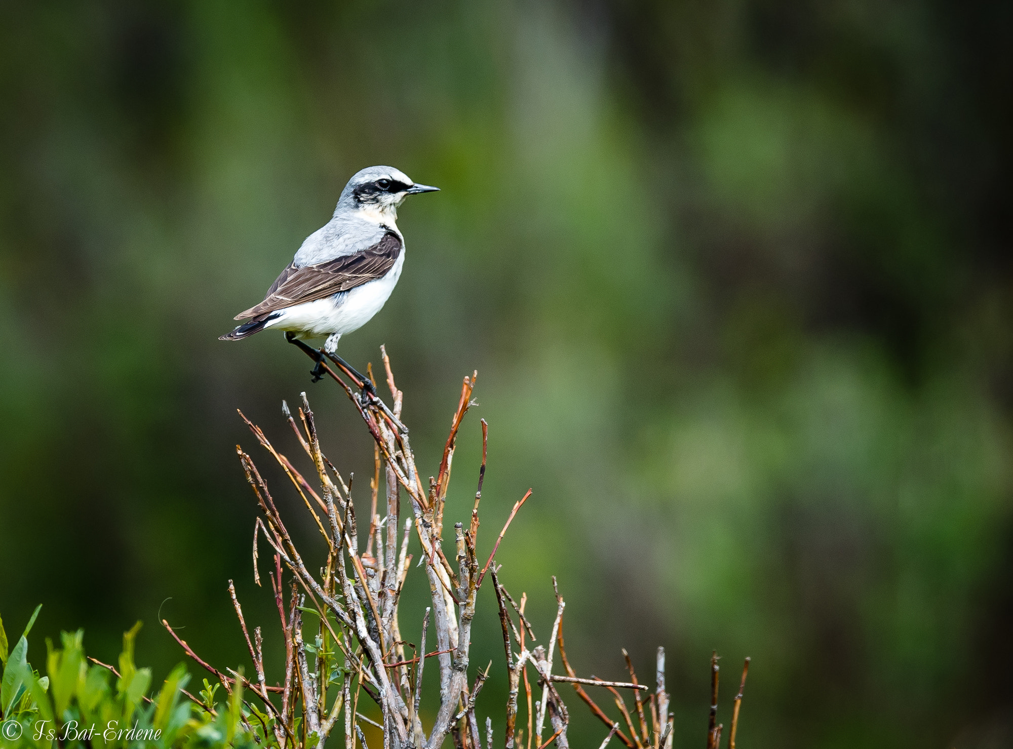 Nikon AF-S Nikkor 600mm F4E FL ED VR sample photo. Tsbat photography
