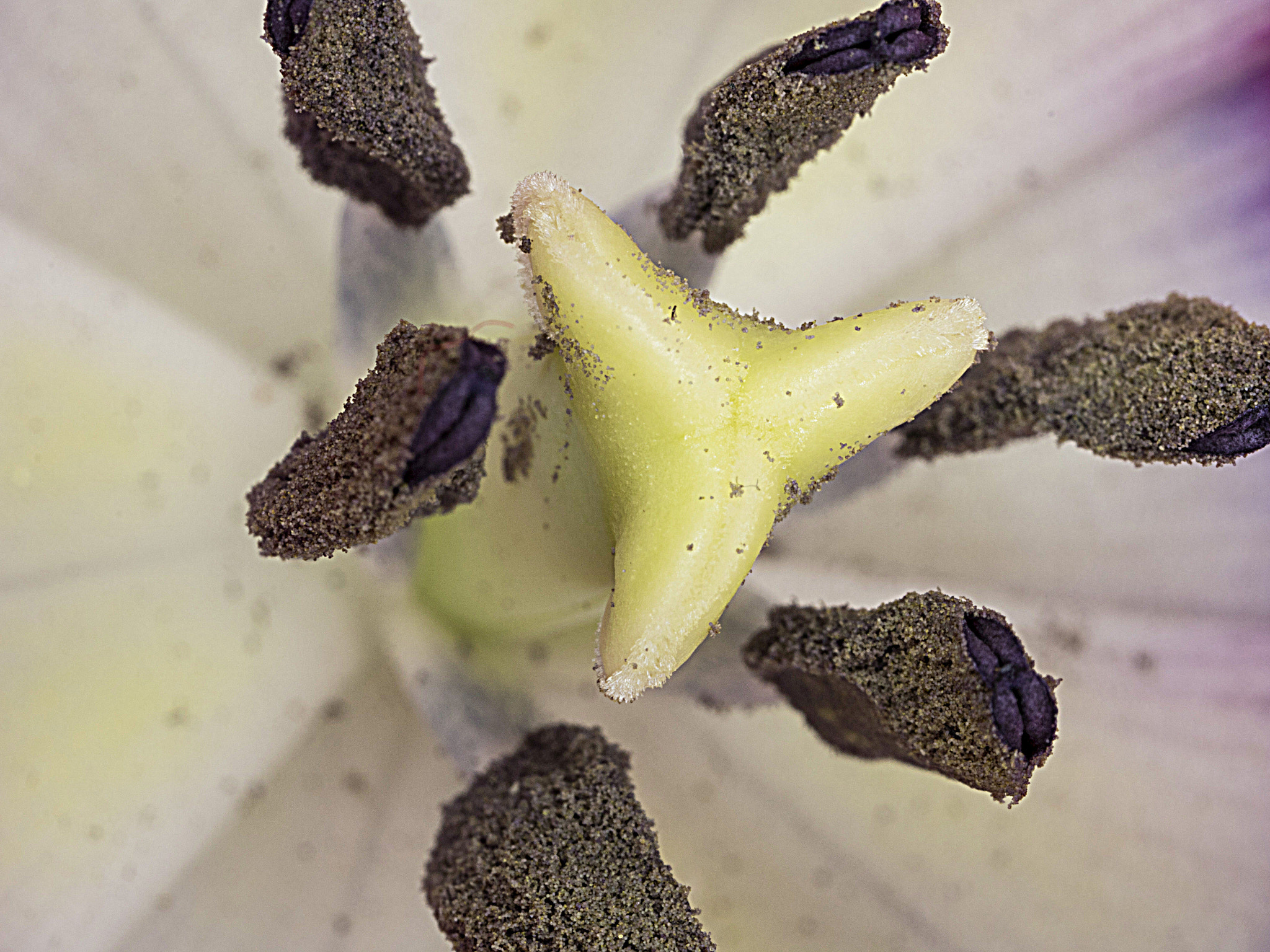 Canon MP-E 65mm F2.5 1-5x Macro Photo sample photo. Tulip stamen photography