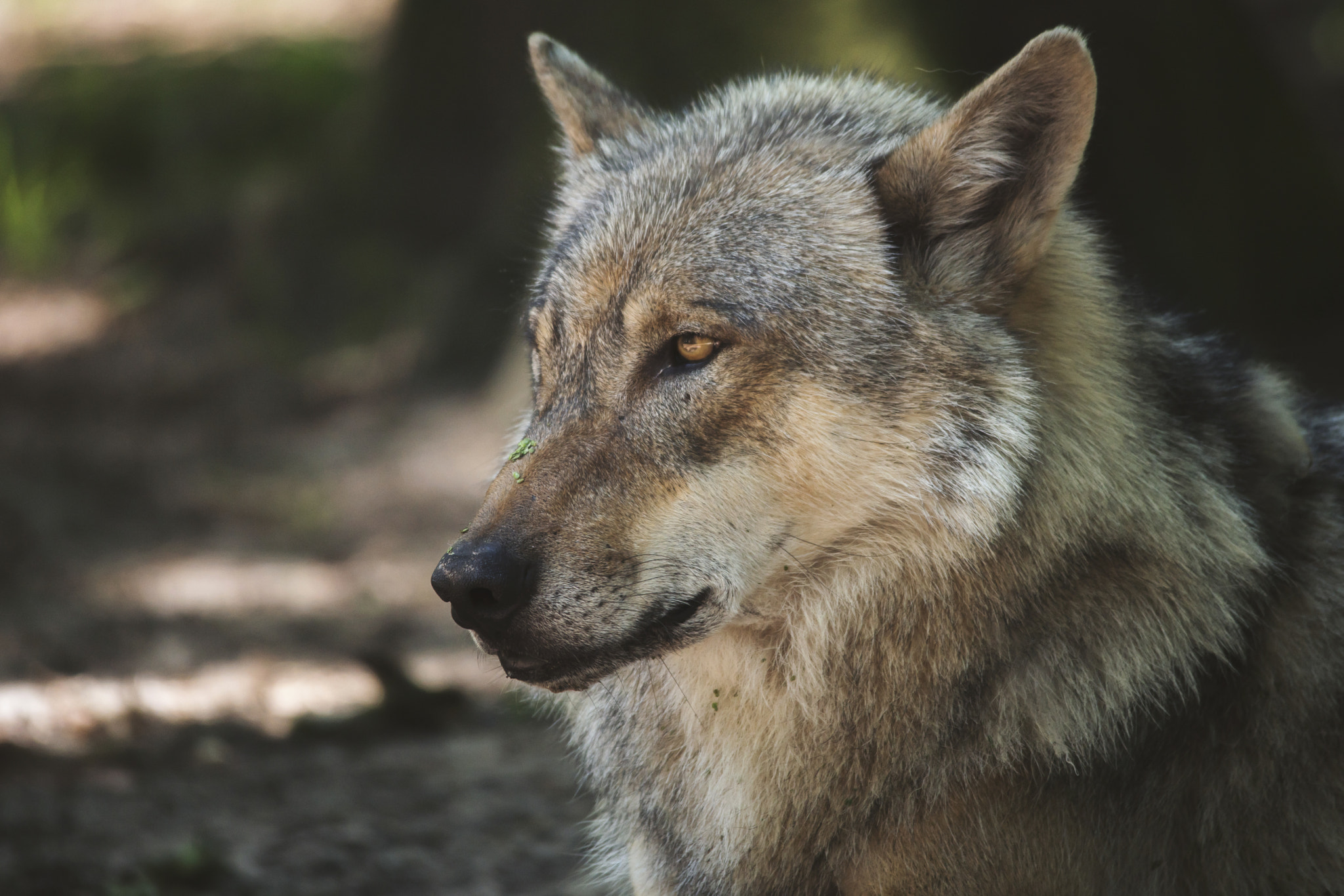 Sigma 150-500mm F5-6.3 DG OS HSM sample photo. European wolf photography