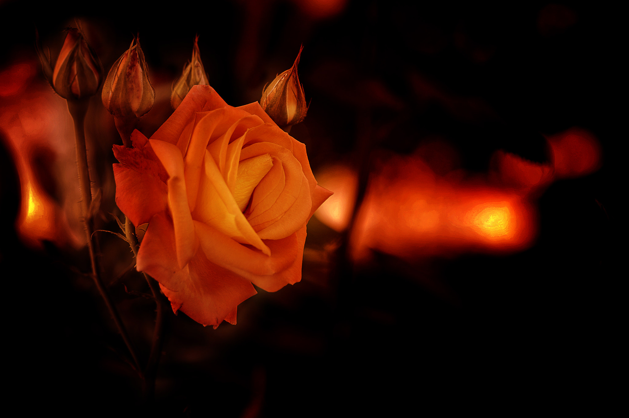 Nikon D300 + AF Micro-Nikkor 105mm f/2.8 sample photo. Роза photography