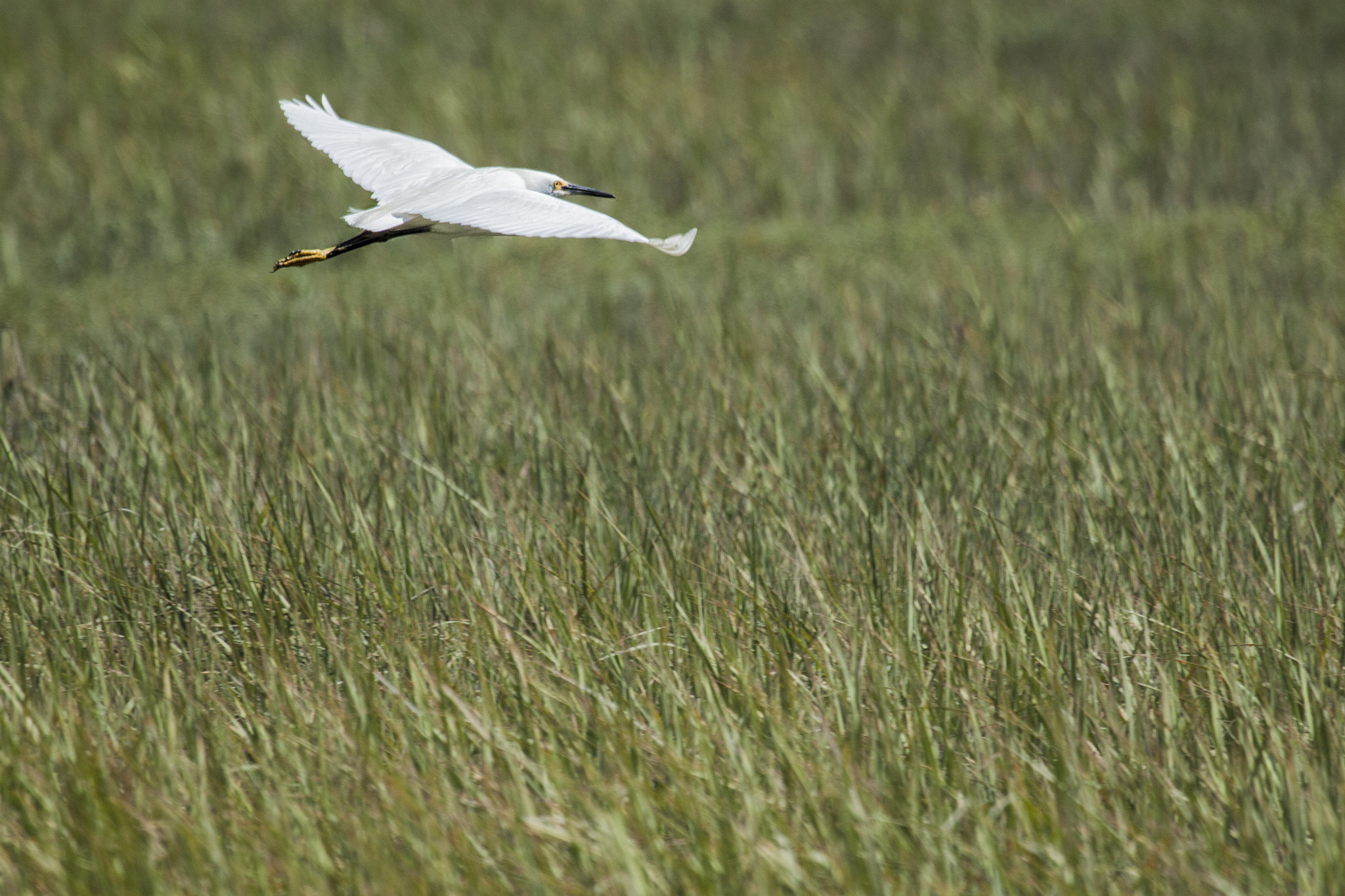 Canon EF 100-400mm F4.5-5.6L IS USM sample photo. Heron photography