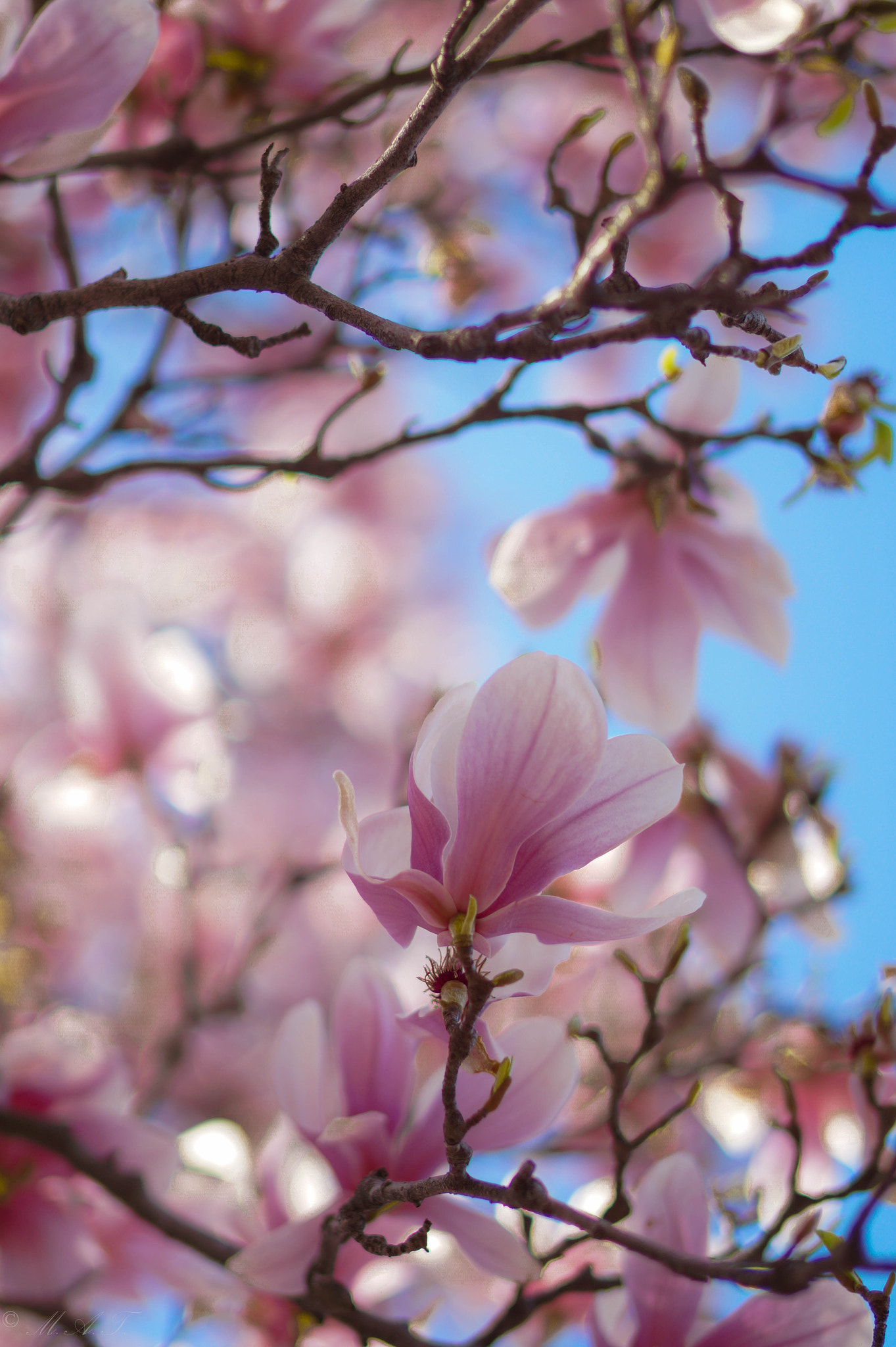 Sony SLT-A58 + Sony Planar T* 50mm F1.4 ZA SSM sample photo. Spring is in washington photography