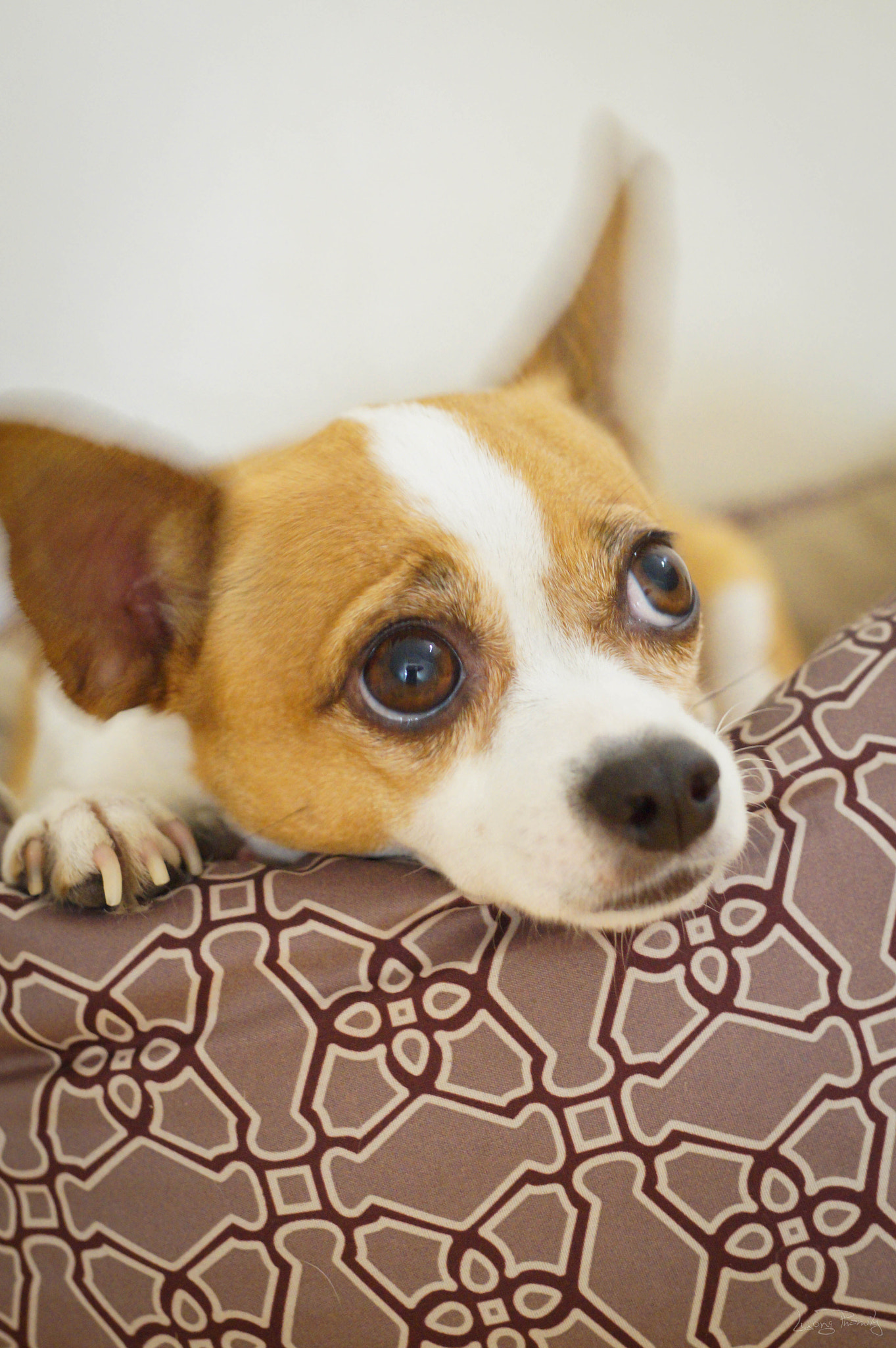 Sony Planar T* 50mm F1.4 ZA SSM sample photo. Cupcake photography