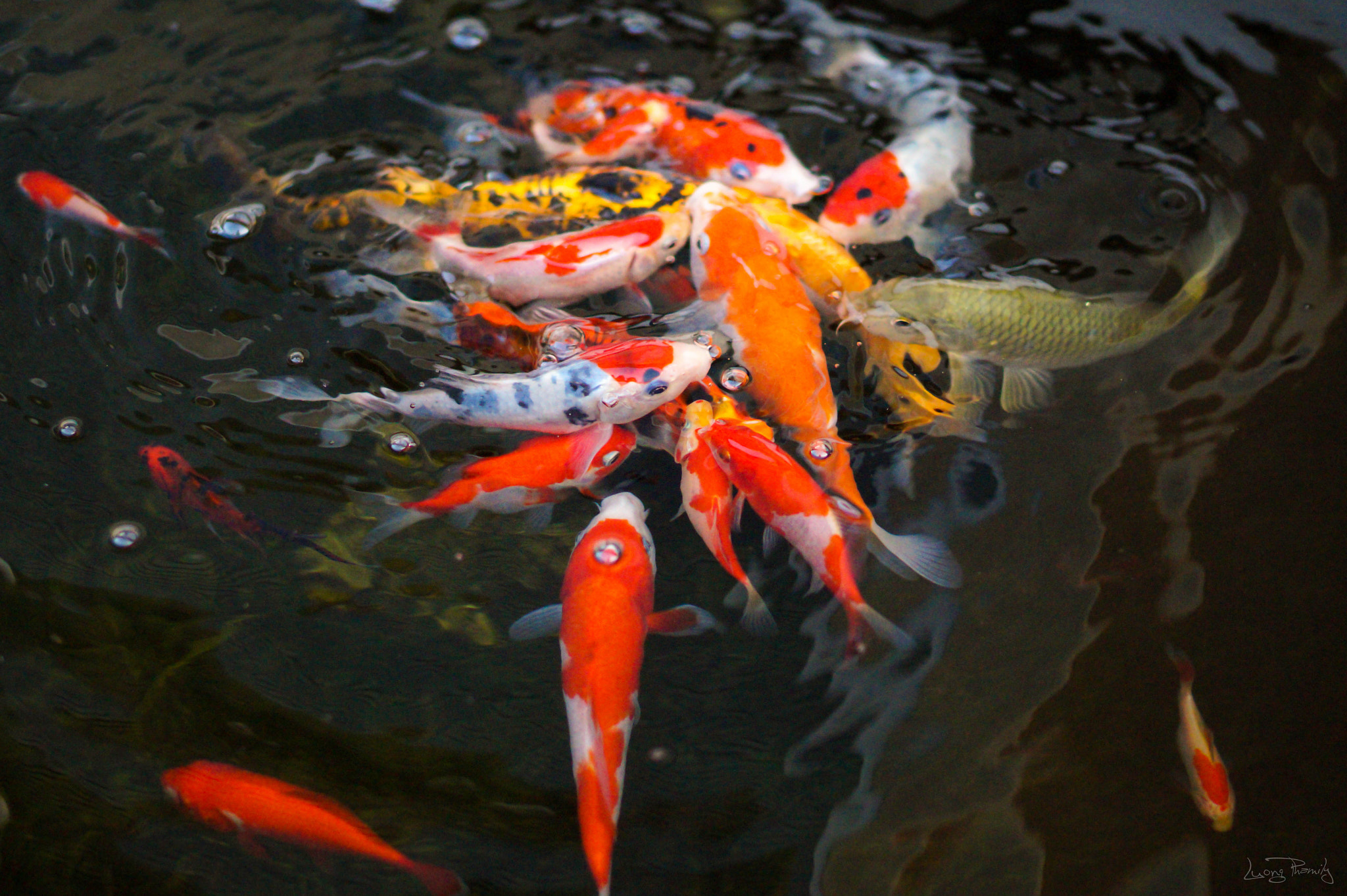 Sony Planar T* 50mm F1.4 ZA SSM sample photo. Kiet's kois photography