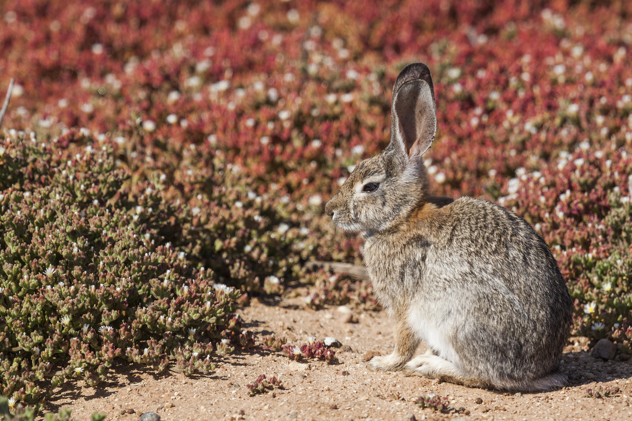 Canon EF 100-400mm F4.5-5.6L IS USM sample photo. Rabbit photography