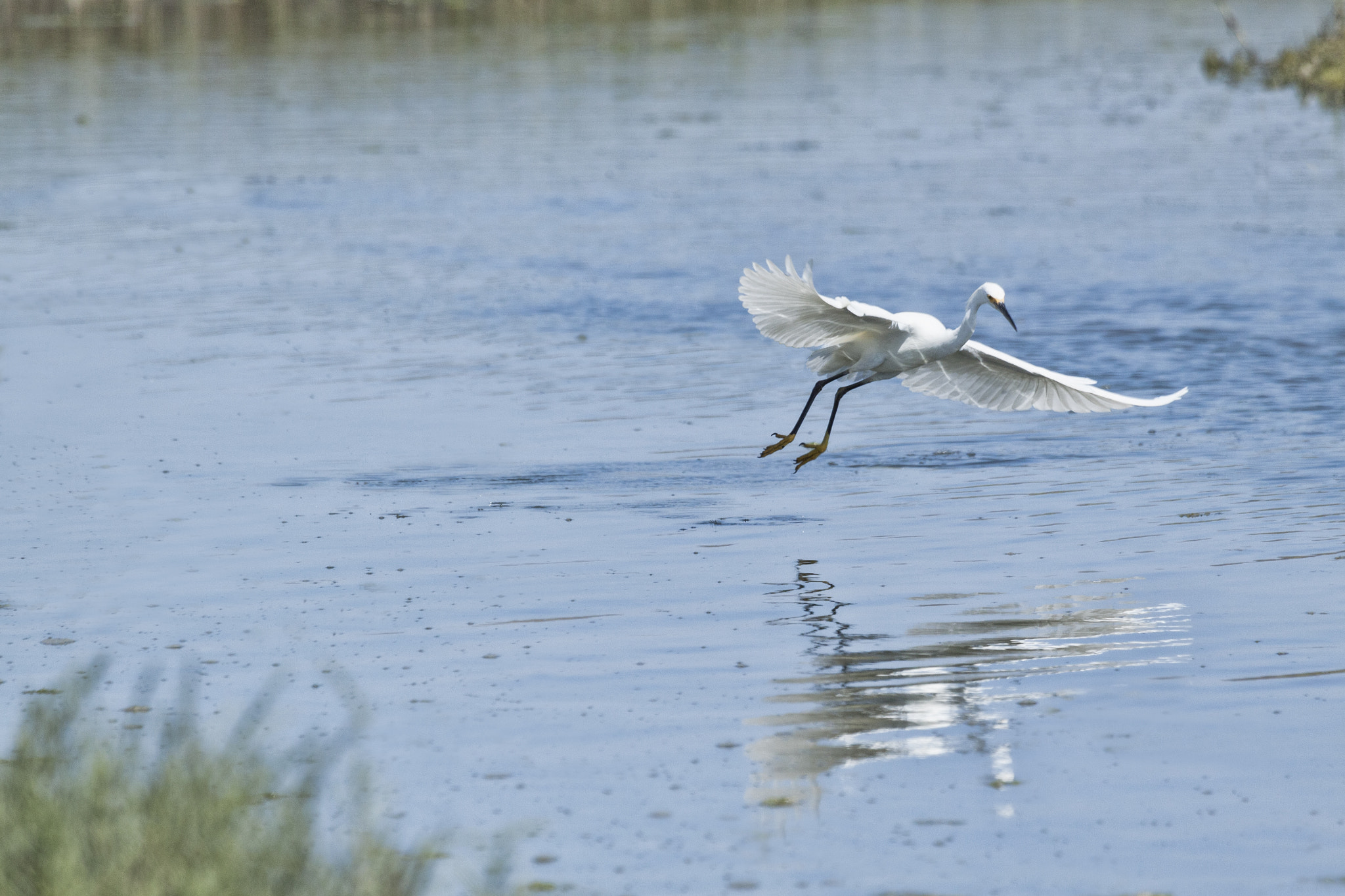 Canon EF 100-400mm F4.5-5.6L IS USM sample photo. Heron in flight photography
