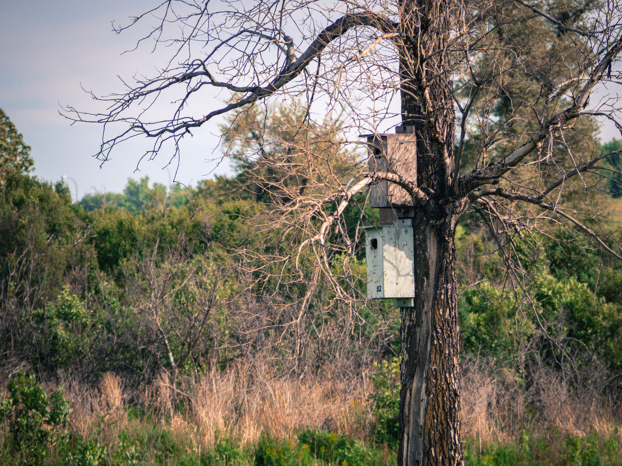 Panasonic Lumix G Vario 45-200mm F4-5.6 OIS sample photo. Neighbours photography