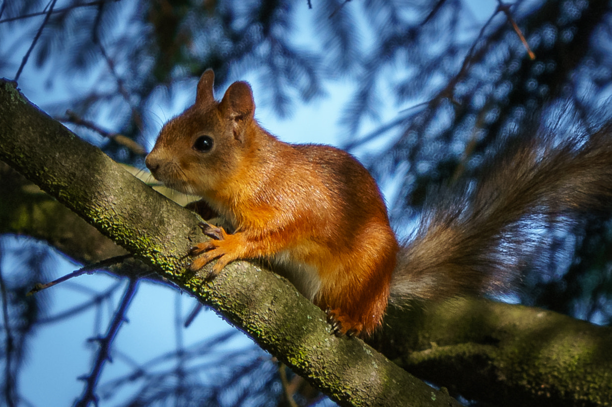 Sony a6300 + Sony FE 70-200mm F4 G OSS sample photo. Бельчонок photography