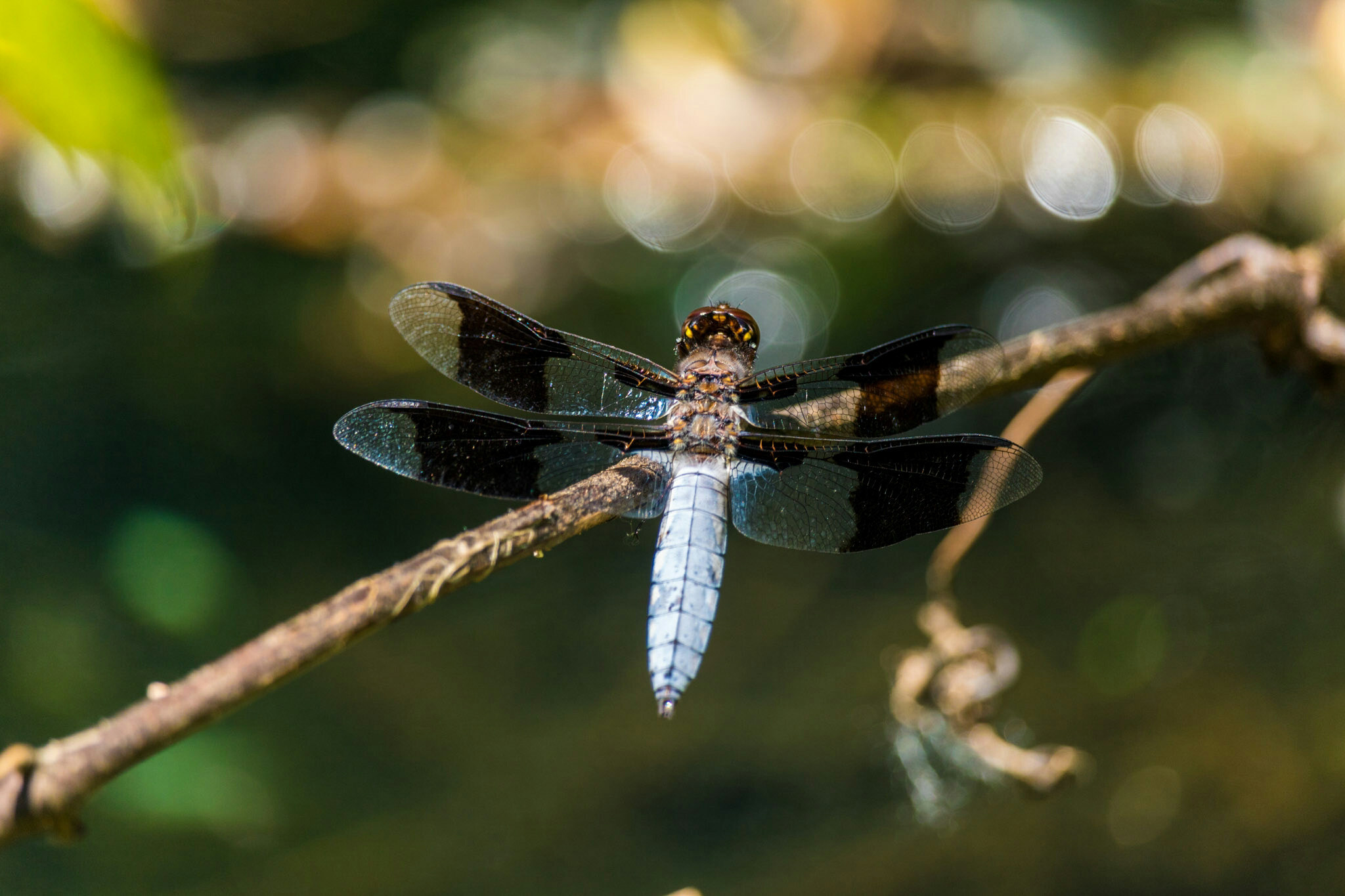 Canon EF-S 55-250mm F4-5.6 IS STM sample photo. Dragonfly  photography