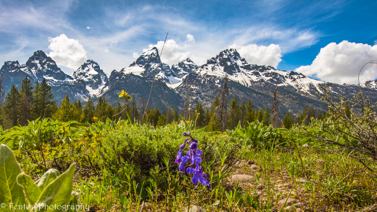 Canon EOS 760D (EOS Rebel T6s / EOS 8000D) sample photo. Grand teton purple flower photography