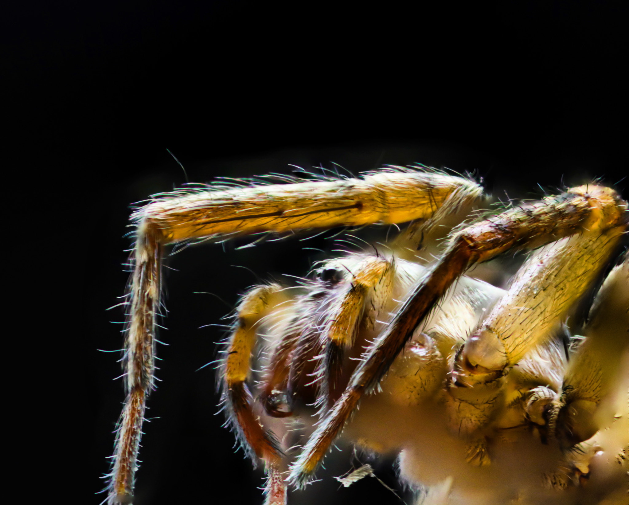 Canon MP-E 65mm F2.5 1-5x Macro Photo sample photo. Little spider photography