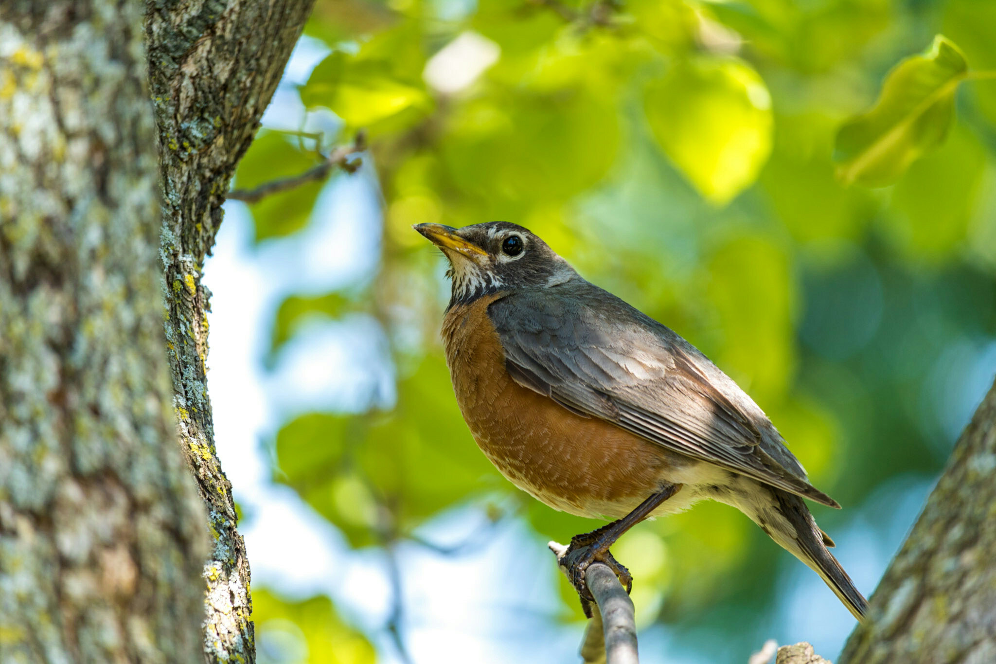 Canon EF-S 55-250mm F4-5.6 IS STM sample photo. More robins i photography