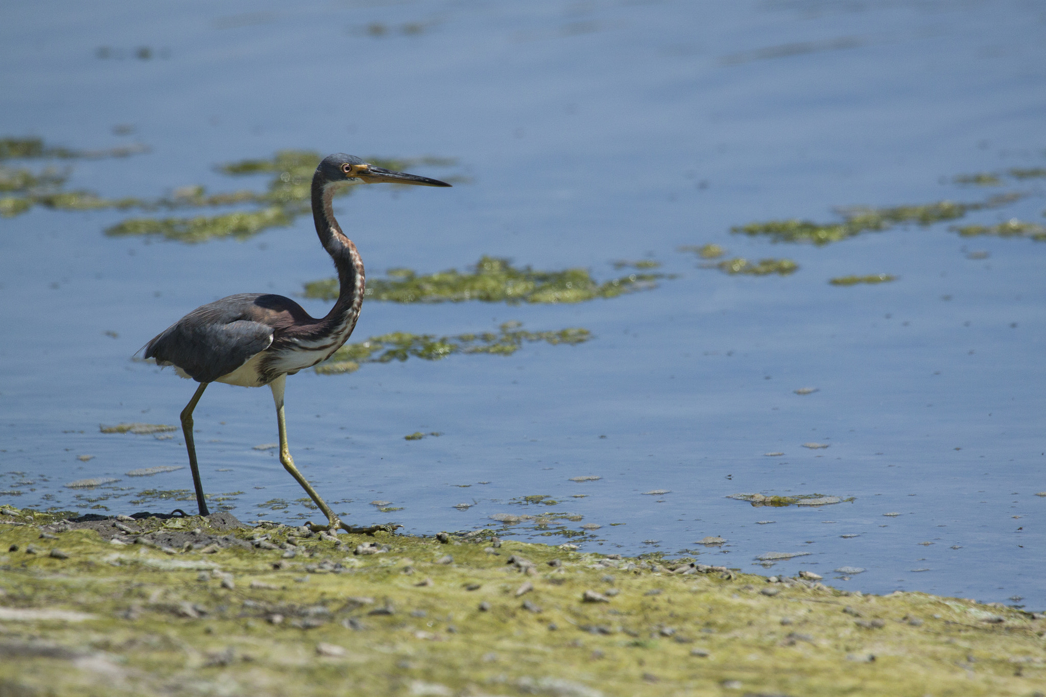 Canon EF 100-400mm F4.5-5.6L IS USM sample photo. Tri-colored heron photography