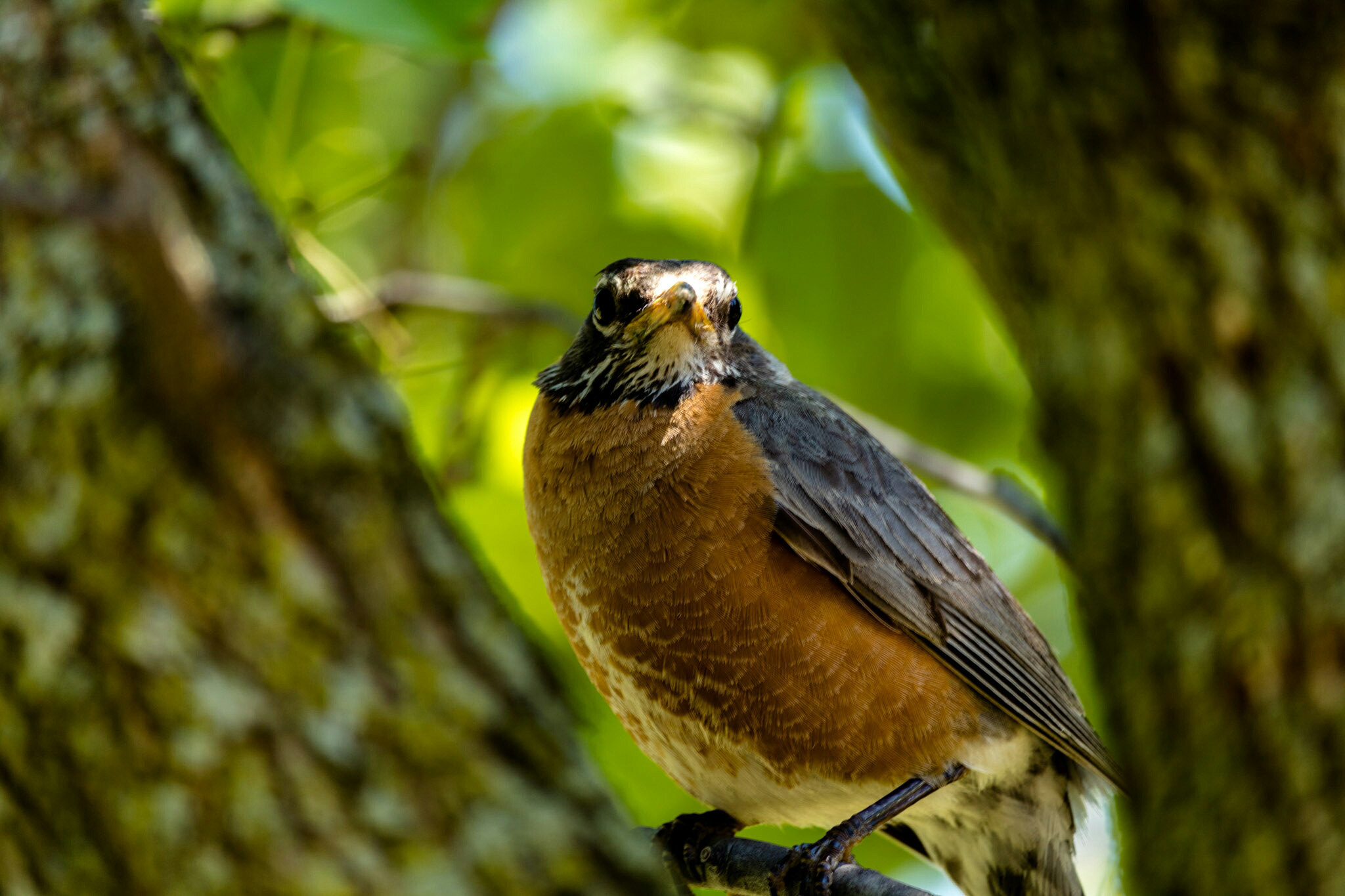 Canon EF-S 55-250mm F4-5.6 IS STM sample photo. More robins ii photography