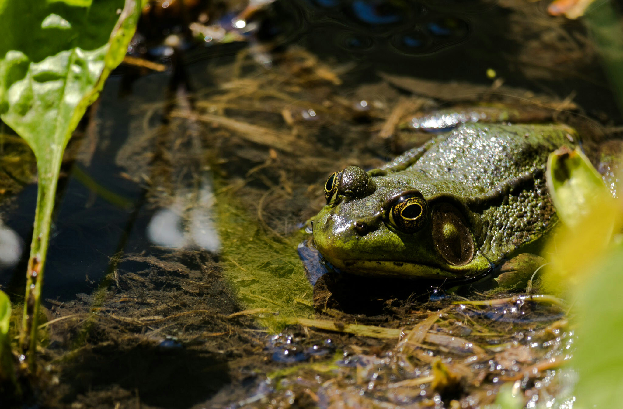 Canon EF-S 55-250mm F4-5.6 IS STM sample photo. Pond frog photography