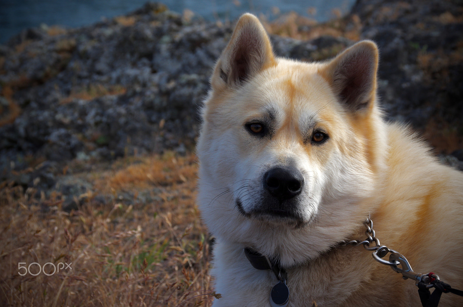 Sigma 18-250mm F3.5-6.3 DC Macro OS HSM sample photo. Pup portrait photography