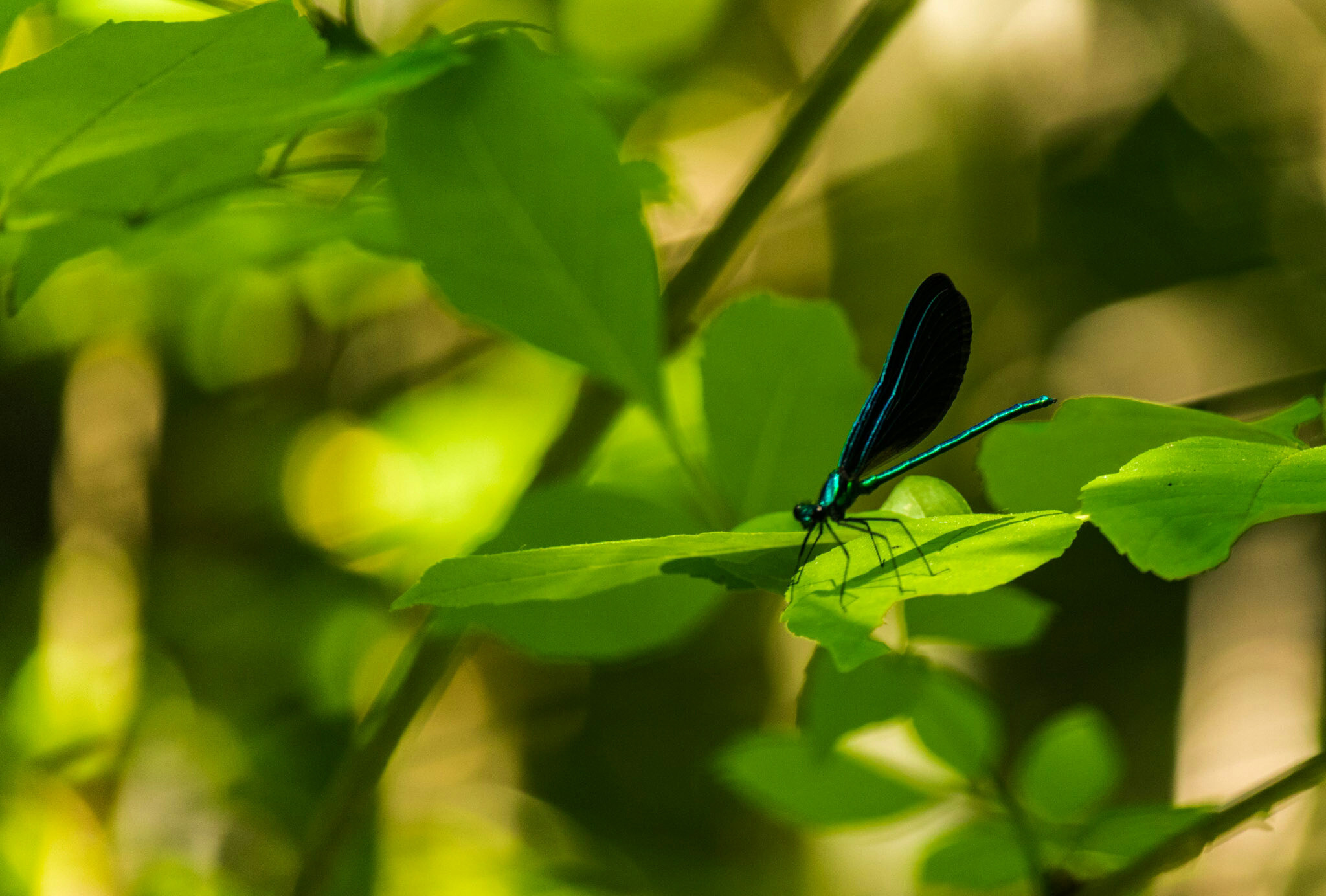 Canon EF-S 55-250mm F4-5.6 IS STM sample photo. Damselfly  photography