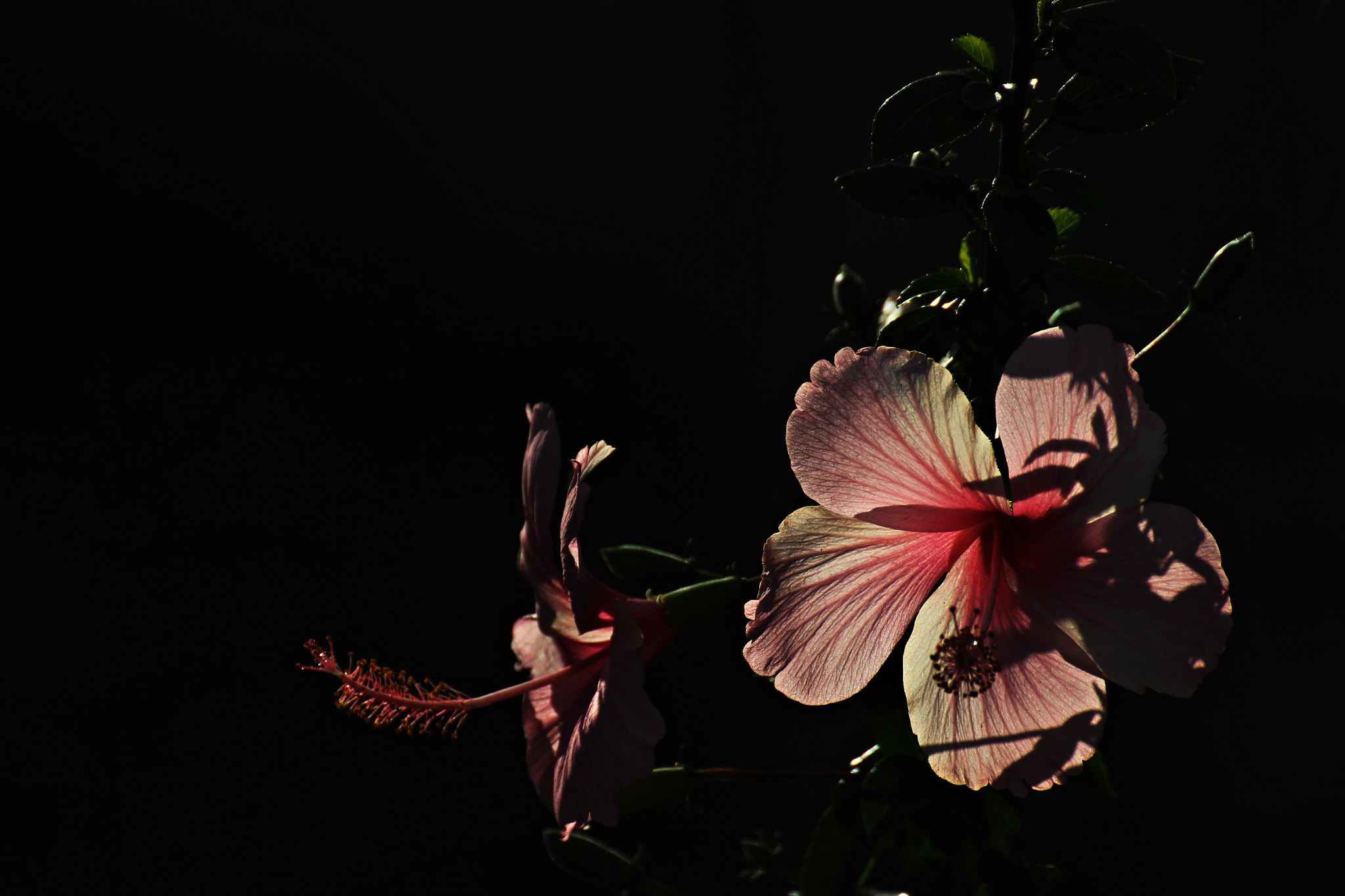 Tamron SP 35mm F1.8 Di VC USD sample photo. Glow of serenity photography
