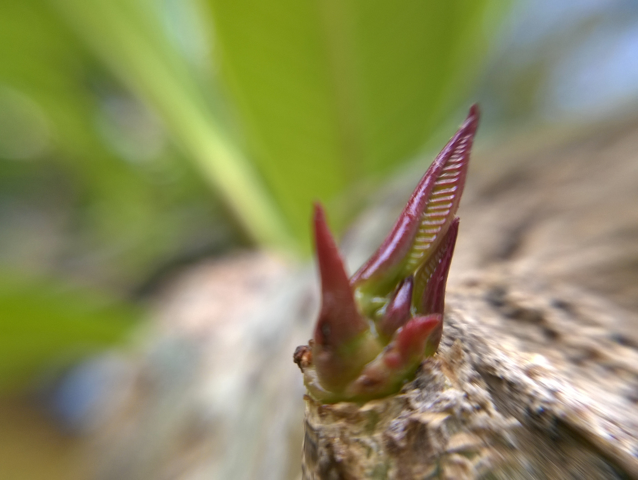 Nokia Lumia 730 Dual SIM sample photo. Clove photography
