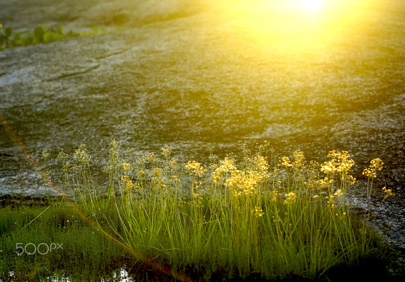 Sony a7R + Sony Sonnar T* FE 55mm F1.8 ZA sample photo. Evening sun photography
