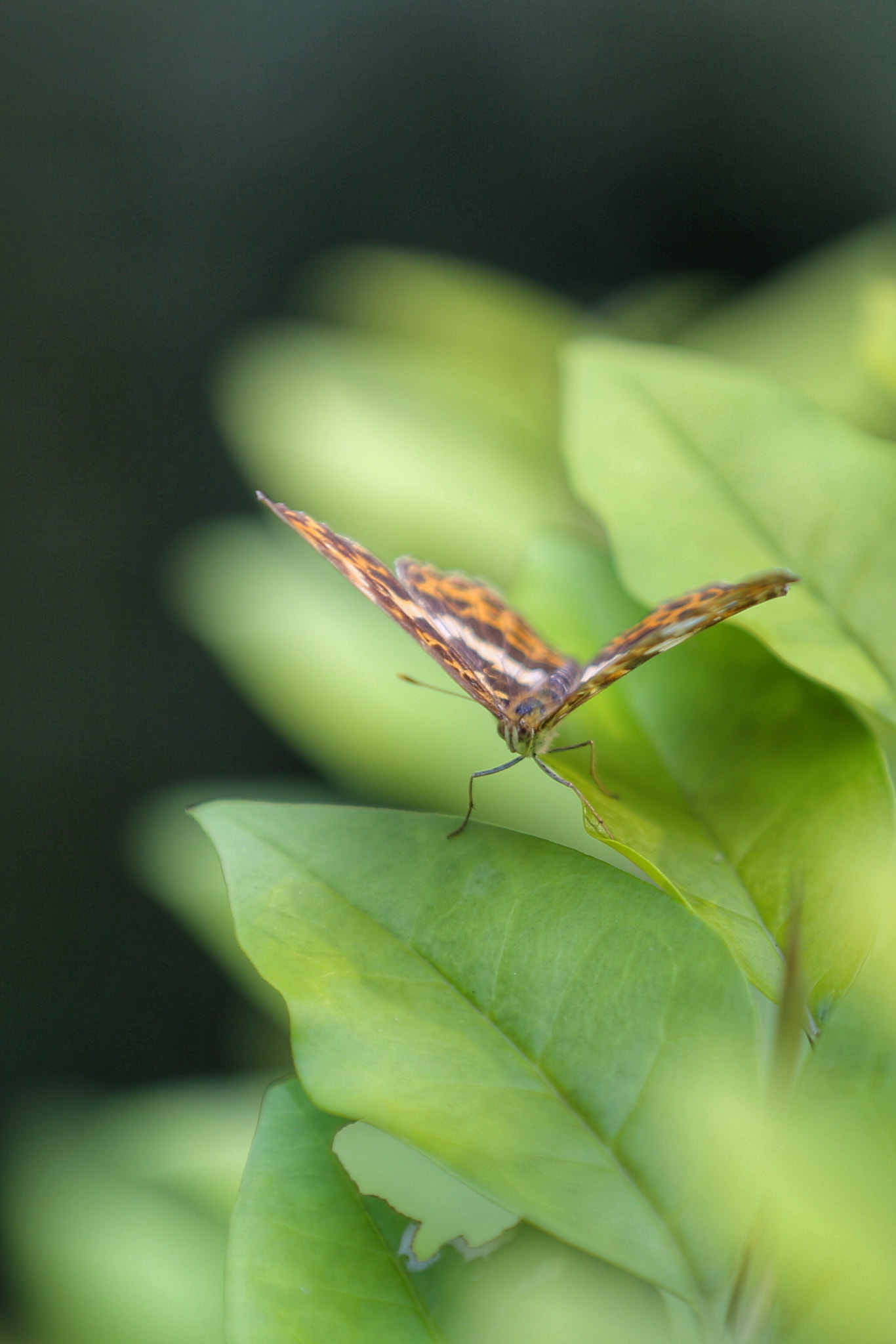 Canon EF 70-200mm F2.8L IS II USM sample photo. 蝶 photography