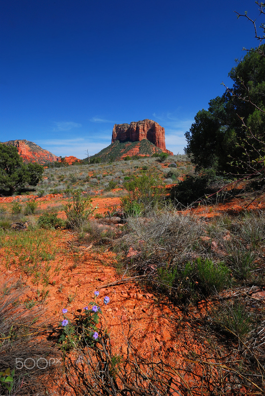 Nikon D80 sample photo. Violets are blue... photography