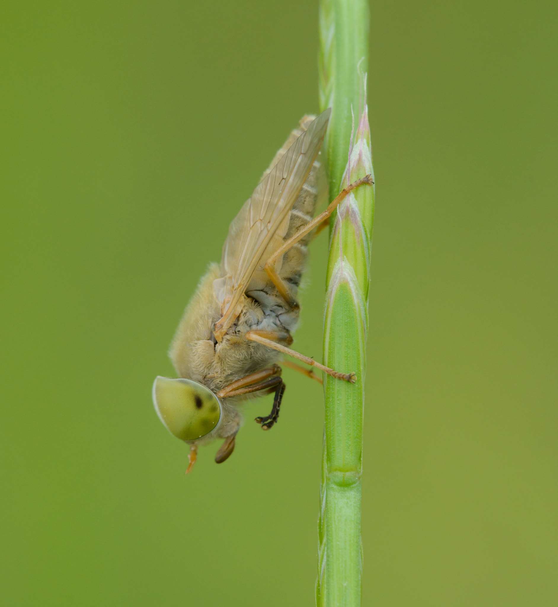 Nikon D800E + Sigma 150mm F2.8 EX DG Macro HSM sample photo. Horse fly photography