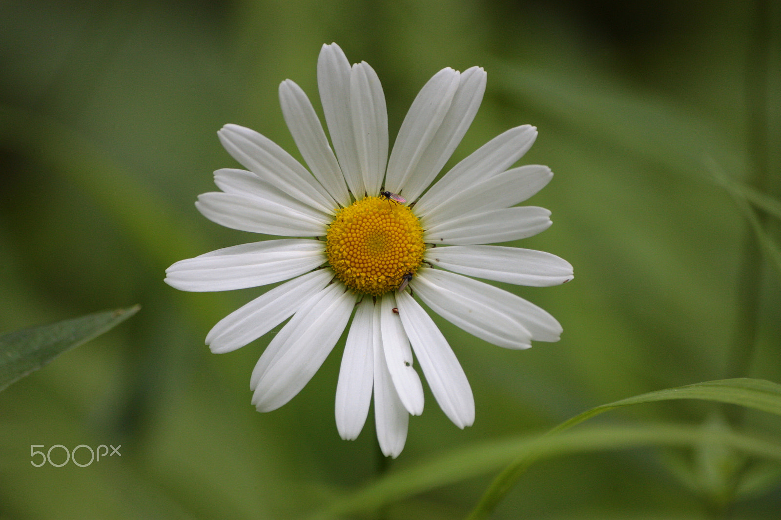 Sigma 70-300mm F4-5.6 APO DG Macro sample photo. Flower ? photography