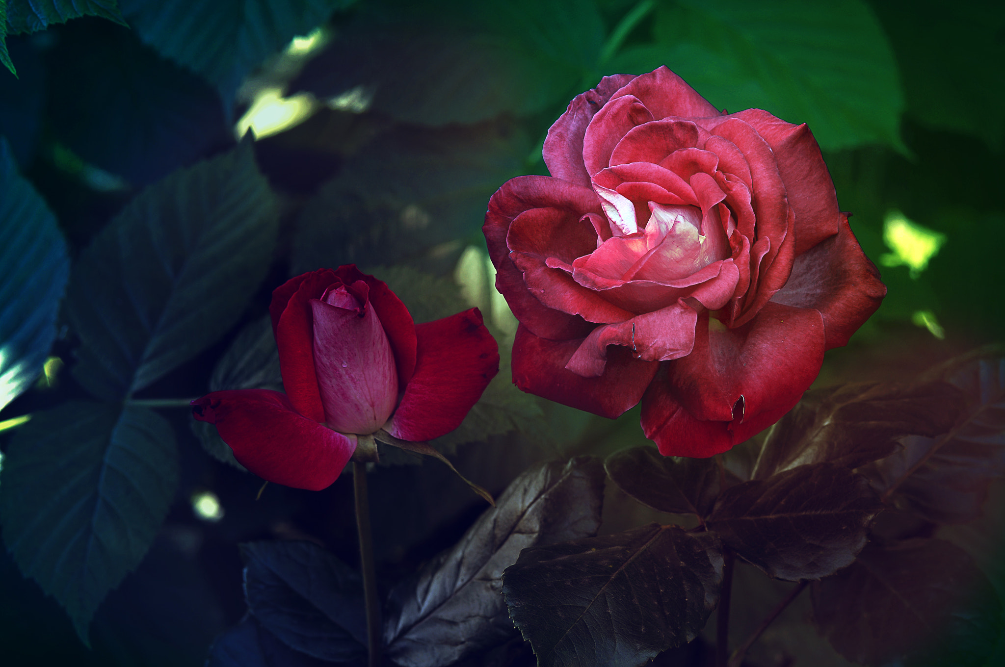 AF Micro-Nikkor 105mm f/2.8 sample photo. Розы photography