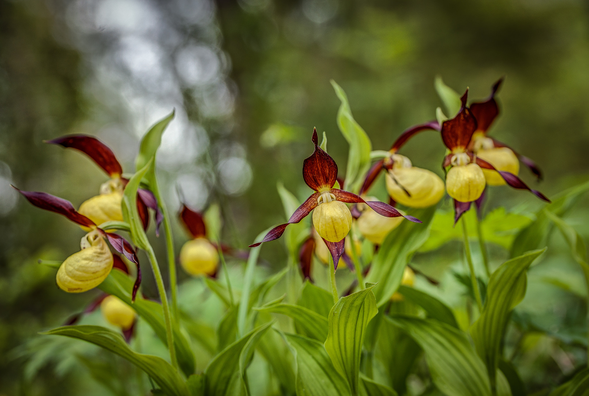 Sigma 105mm F2.8 EX DG OS HSM sample photo. Orchid-forest photography