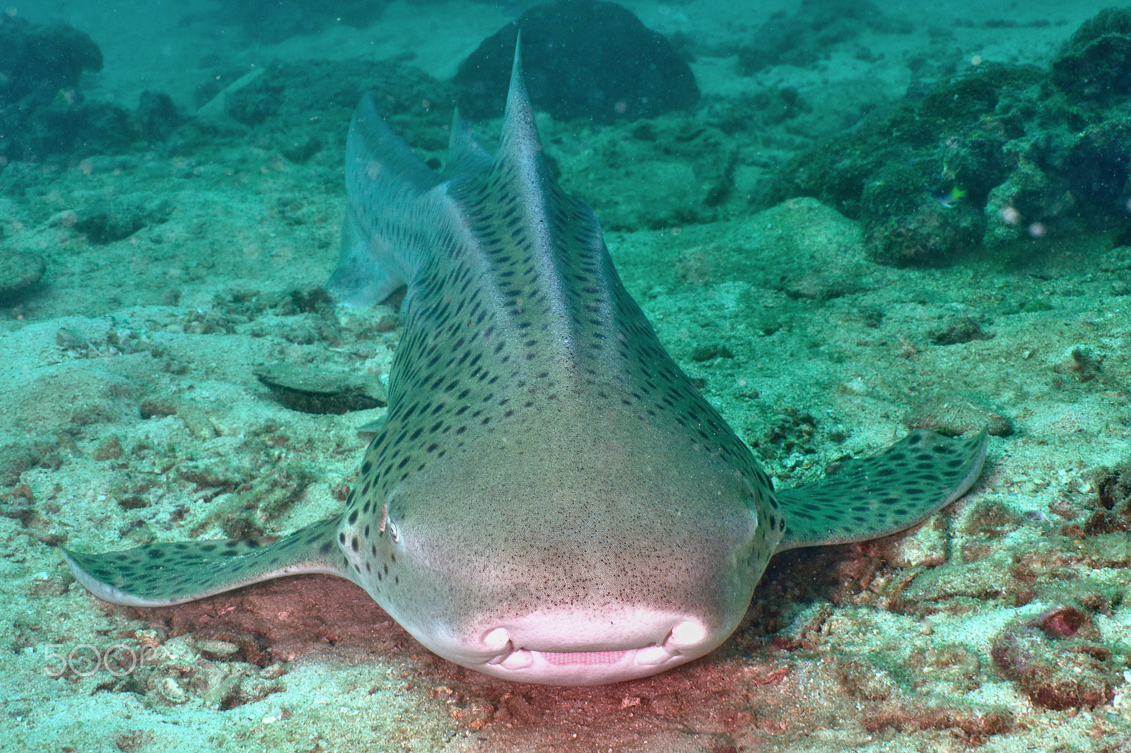 Nikon D800E sample photo. Zebra shark photography