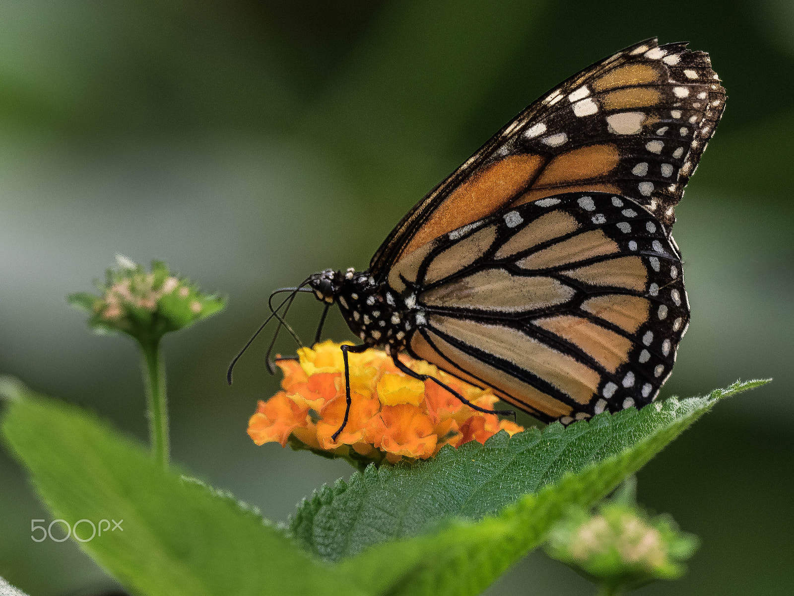 Olympus OM-D E-M1 + M.300mm F4.0 + MC-14 sample photo. Monarch photography