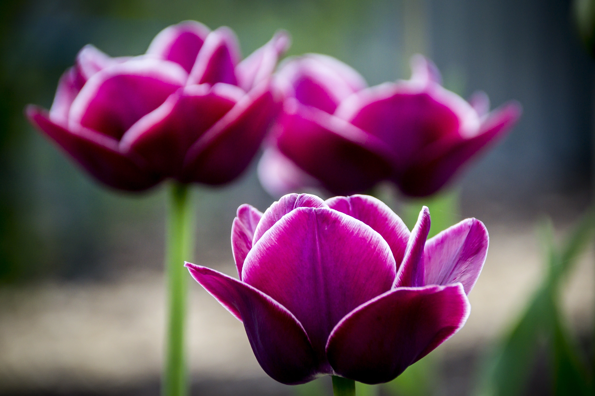 Nikon D3100 + Nikon PC-E Nikkor 24mm F3.5D ED Tilt-Shift sample photo. Three tulips photography