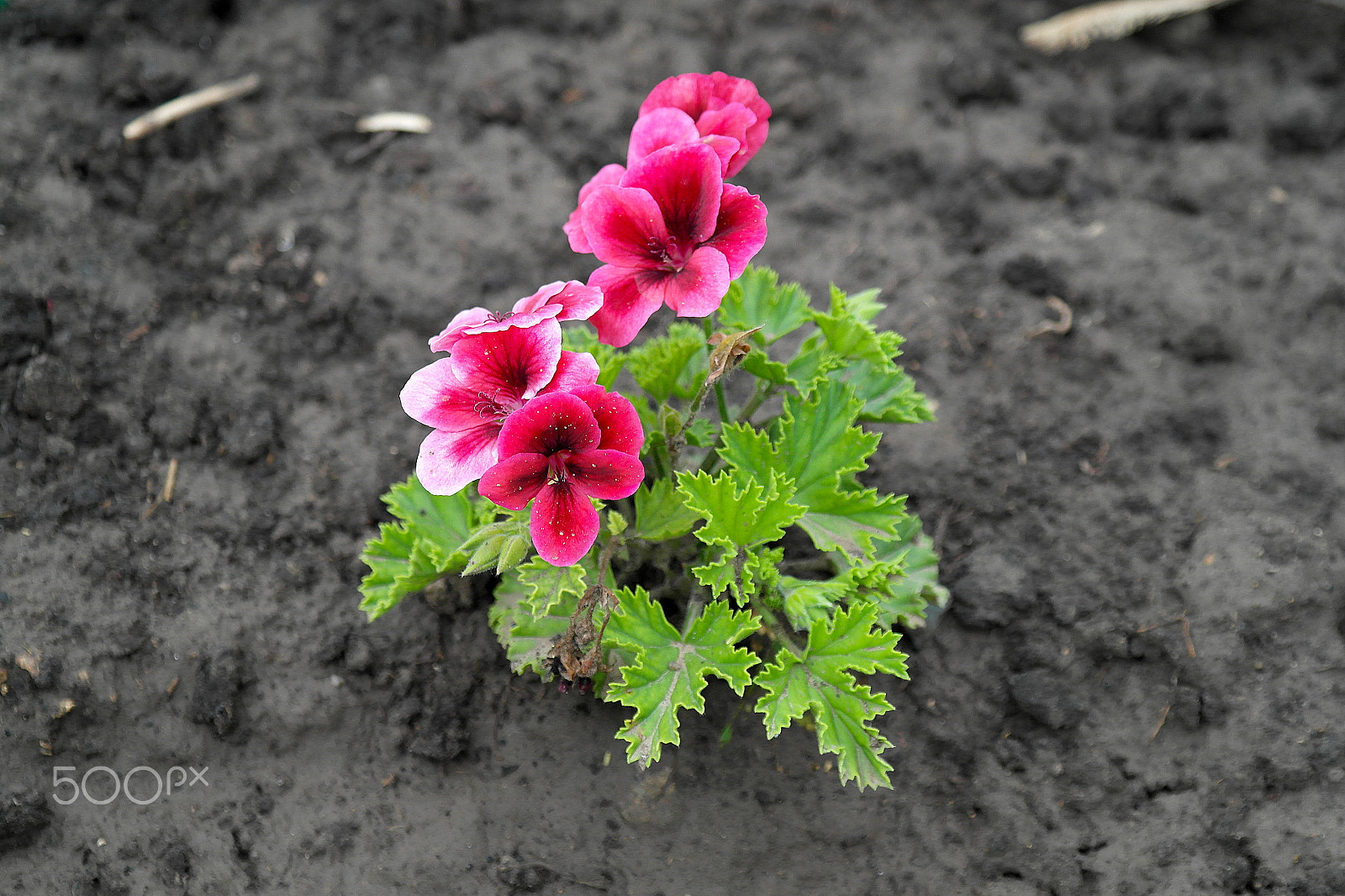 Samsung NX200 sample photo. Pansies photography