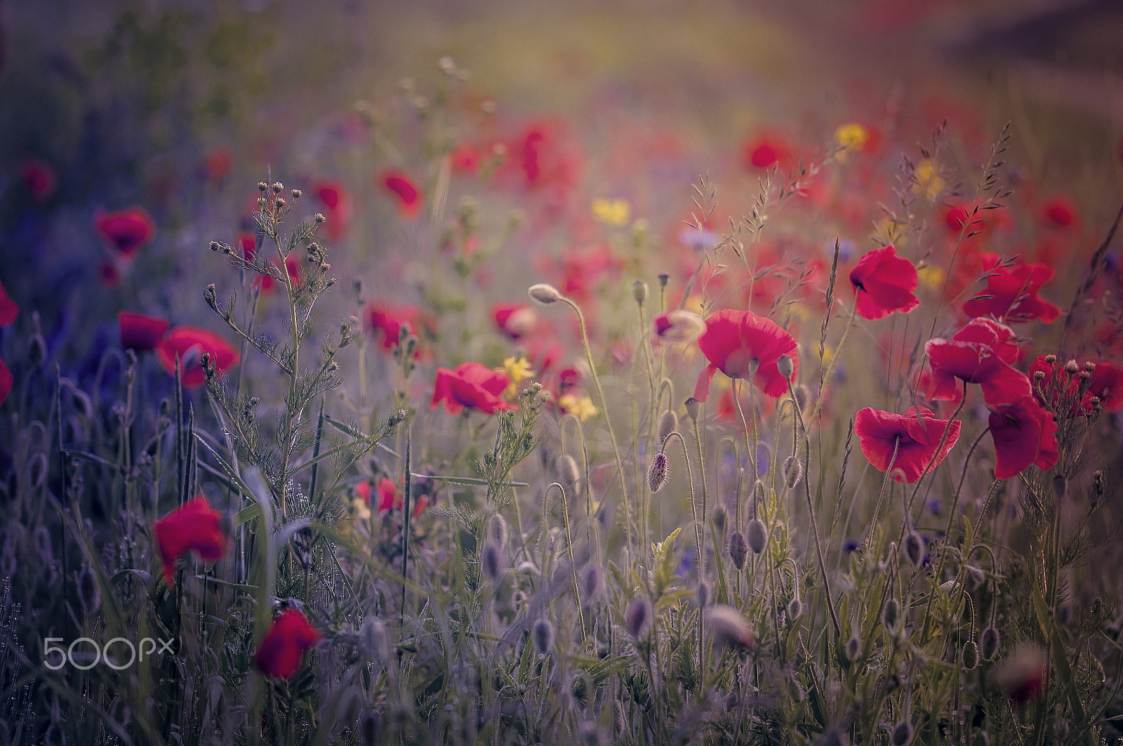 Sigma 105mm F2.8 EX DG OS HSM sample photo. Dancing,,, photography