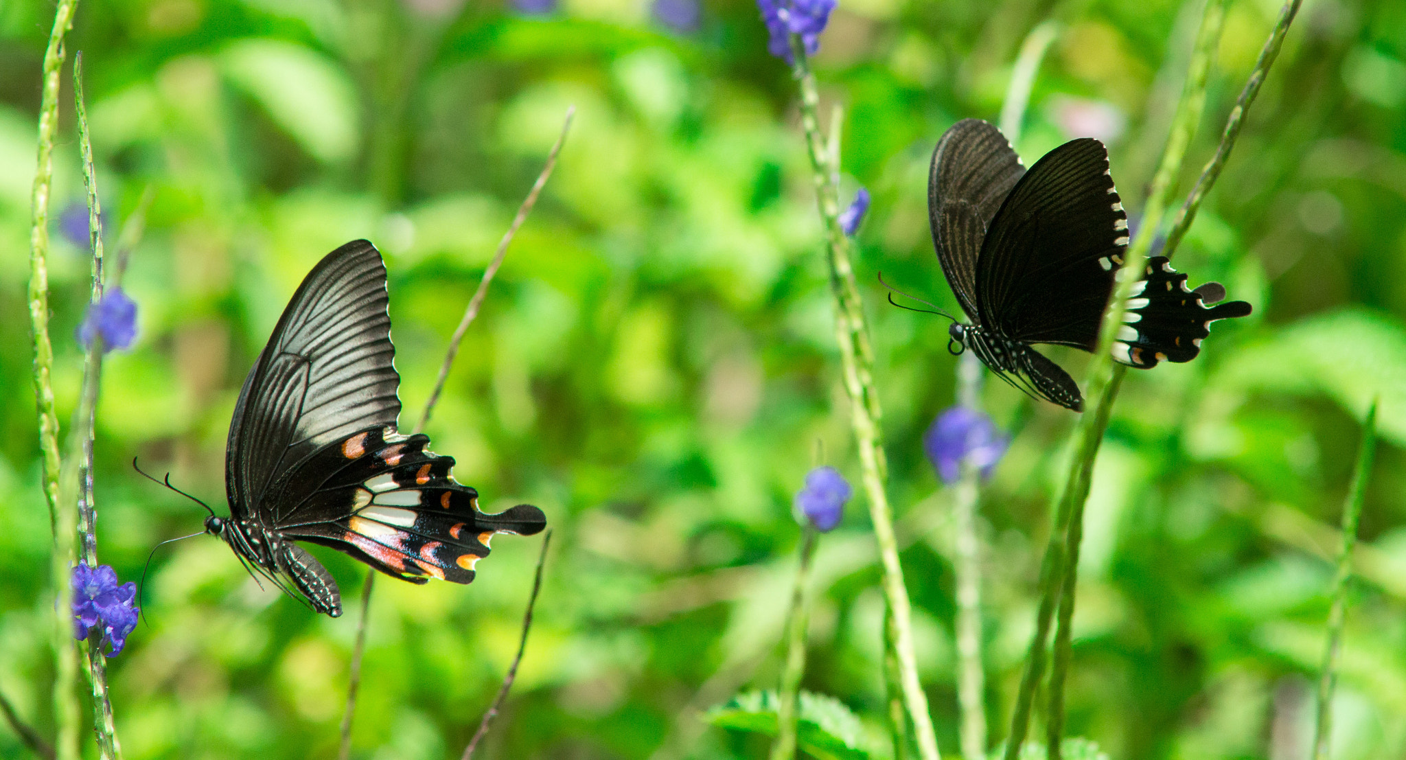 Nikon D3200 + AF Zoom-Nikkor 70-210mm f/4 sample photo. Butterfly photography