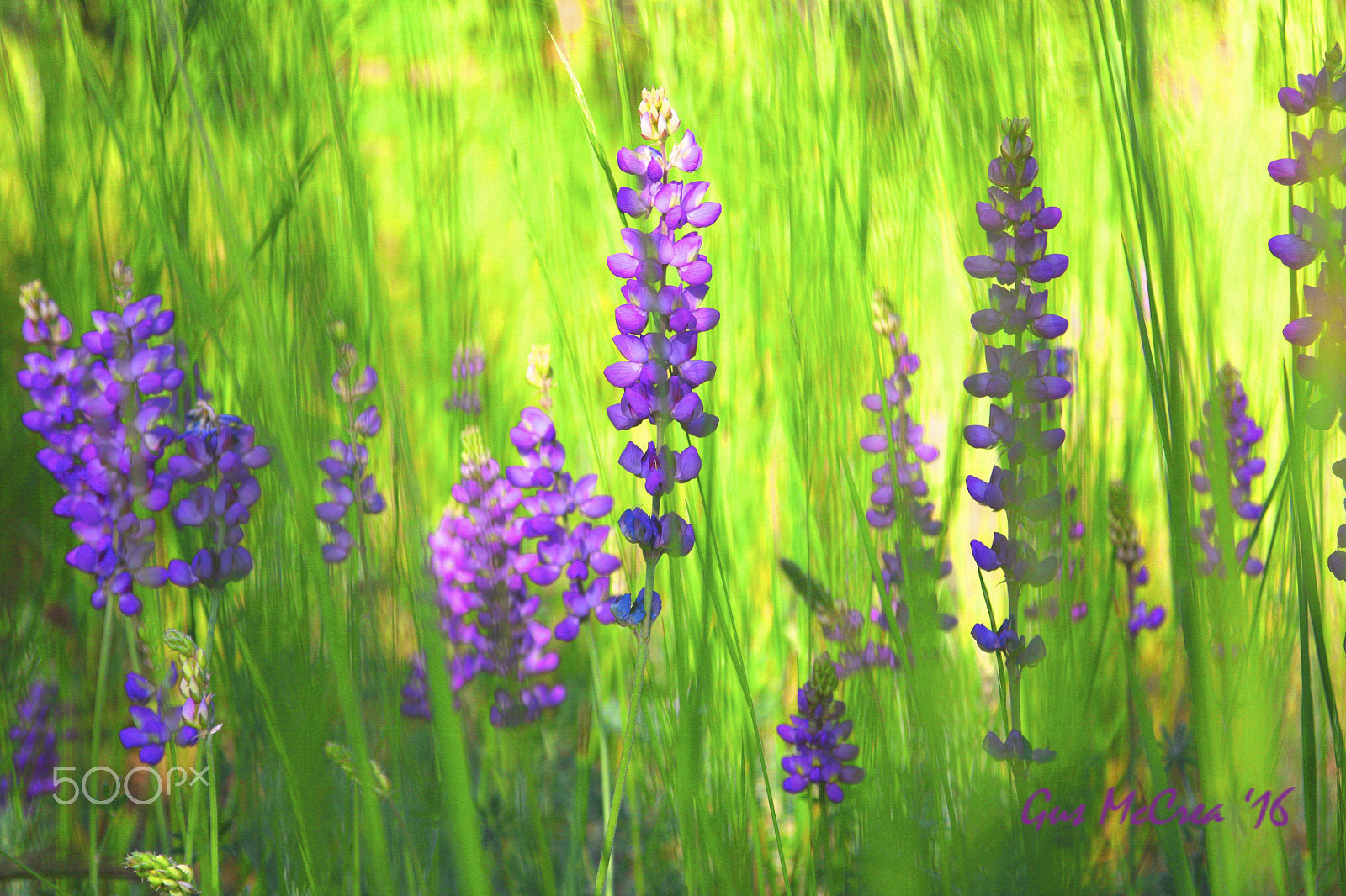 Canon EOS 760D (EOS Rebel T6s / EOS 8000D) sample photo. Lupines and grass photography