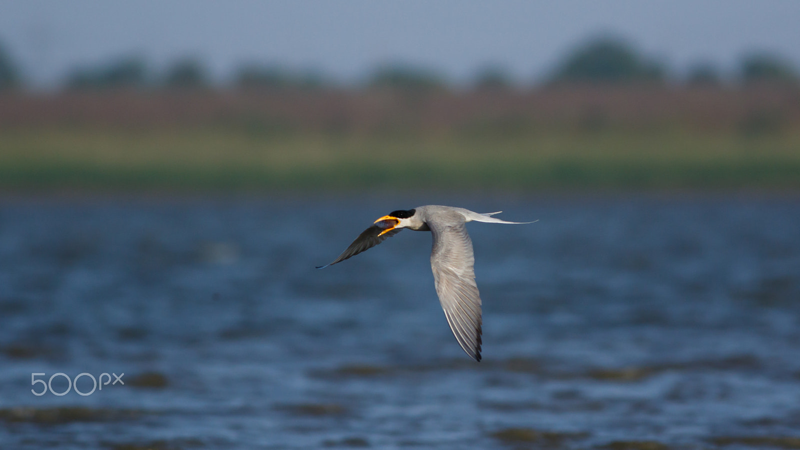 Canon EOS 7D Mark II + Canon EF 400mm F5.6L USM sample photo. River tern photography