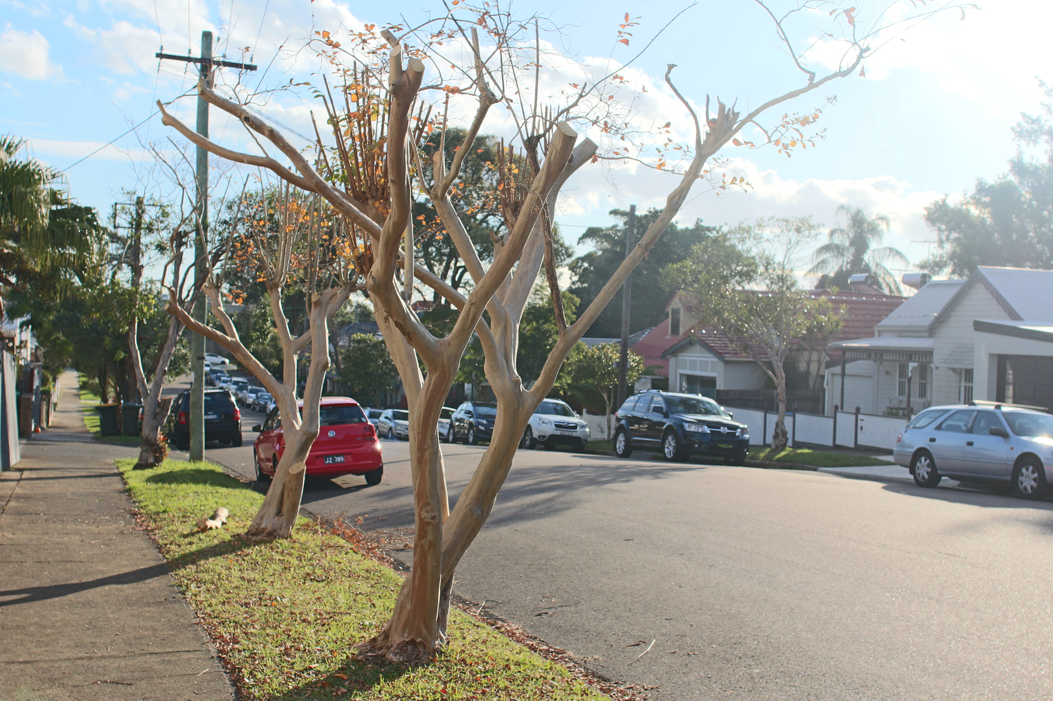 Canon EF 24mm F2.8 IS USM sample photo. Leafless tree on the street photography