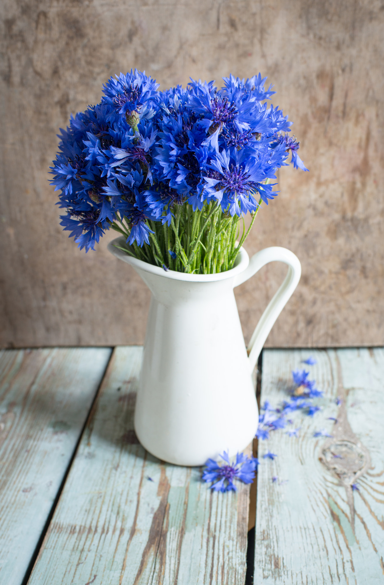 Nikon D800E + Nikon AF-S Nikkor 35mm F1.4G sample photo. Cornflowers photography