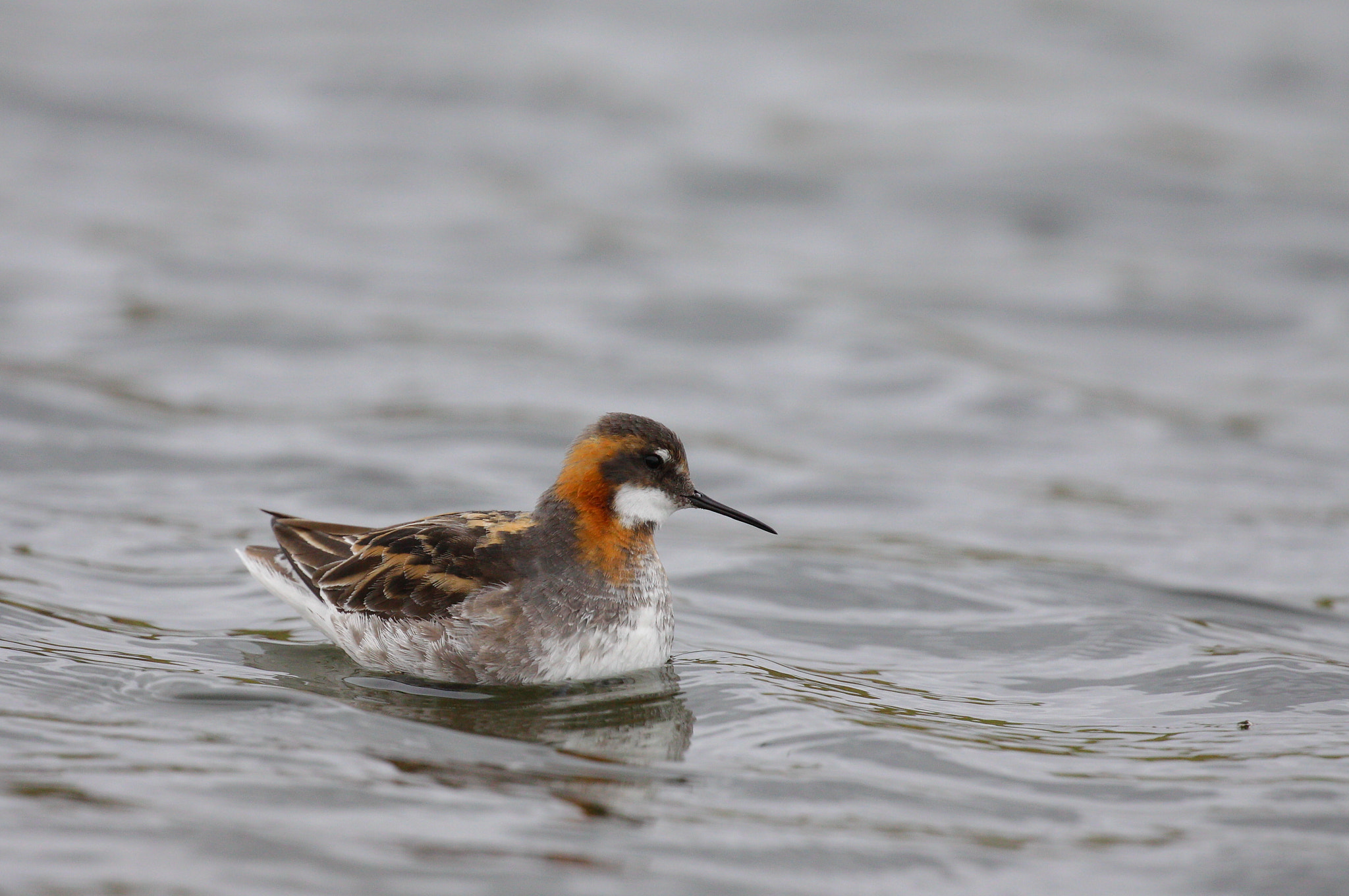 Canon EOS 50D + Canon EF 100-400mm F4.5-5.6L IS II USM sample photo. Red-necked phalarope photography