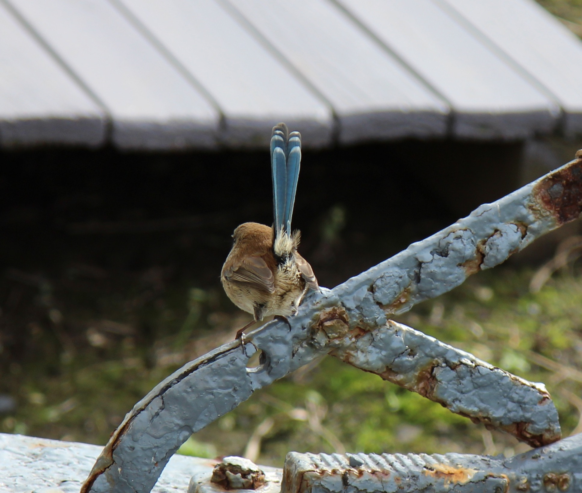 Canon EOS 600D (Rebel EOS T3i / EOS Kiss X5) sample photo. Superb fairy wren photography