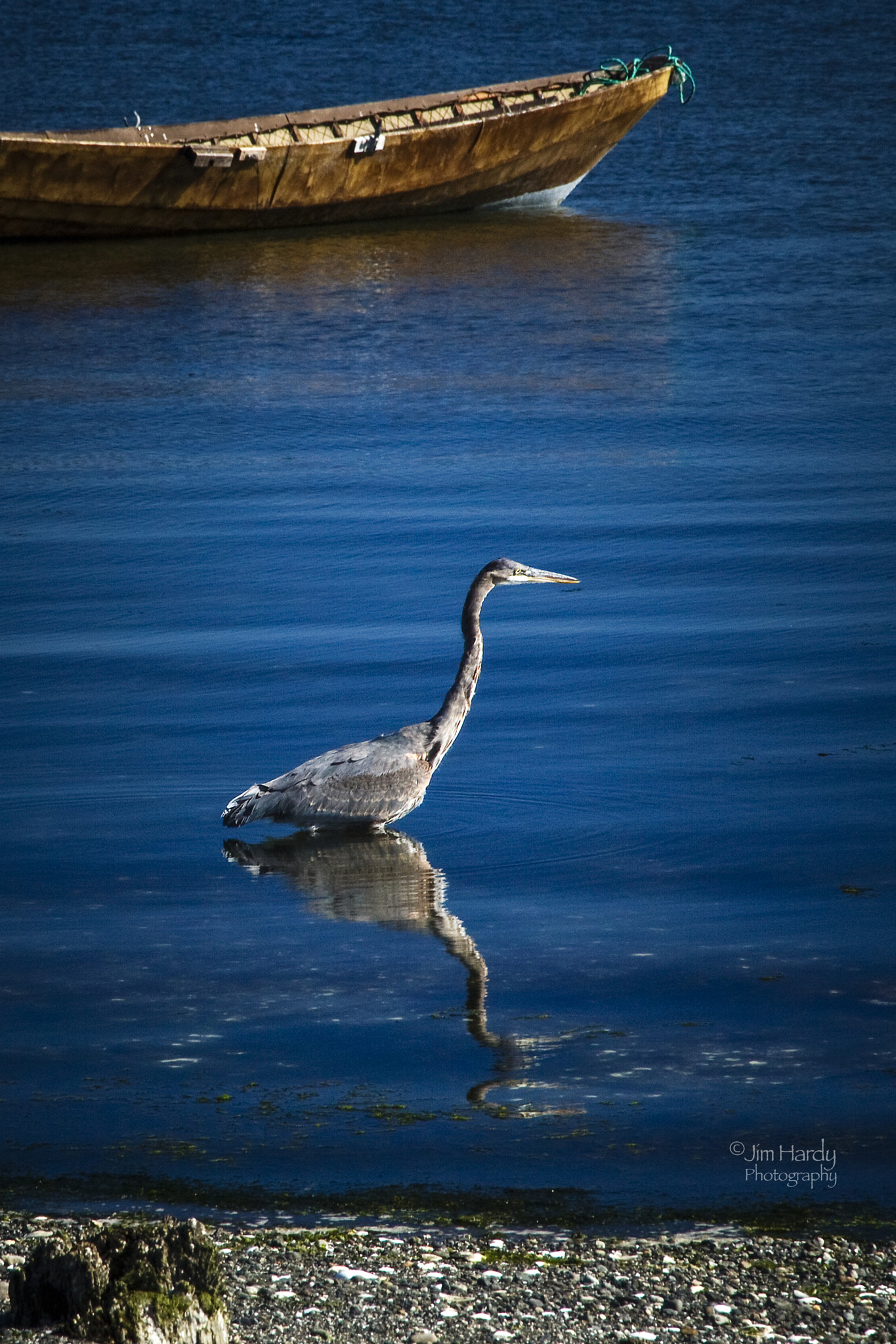 Canon EOS 550D (EOS Rebel T2i / EOS Kiss X4) sample photo. Great blue heron photography