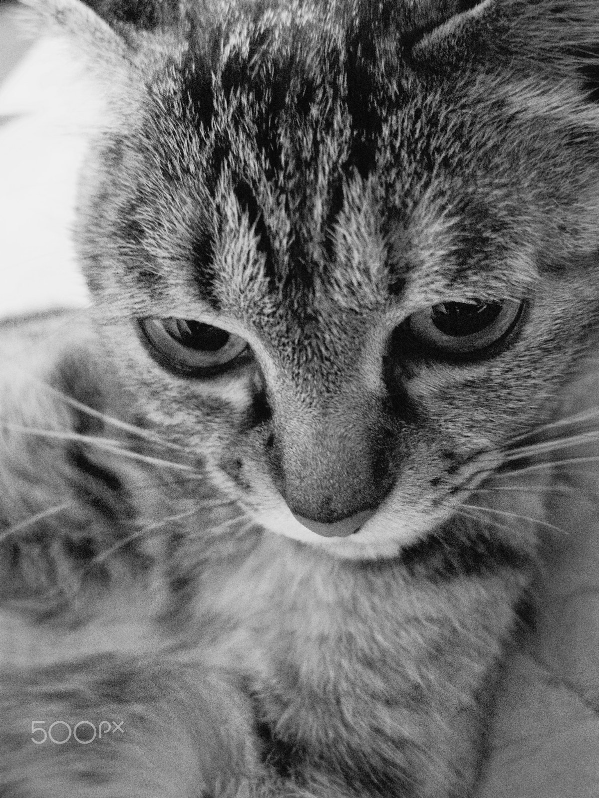 Pentax Q7 sample photo. Cat photography