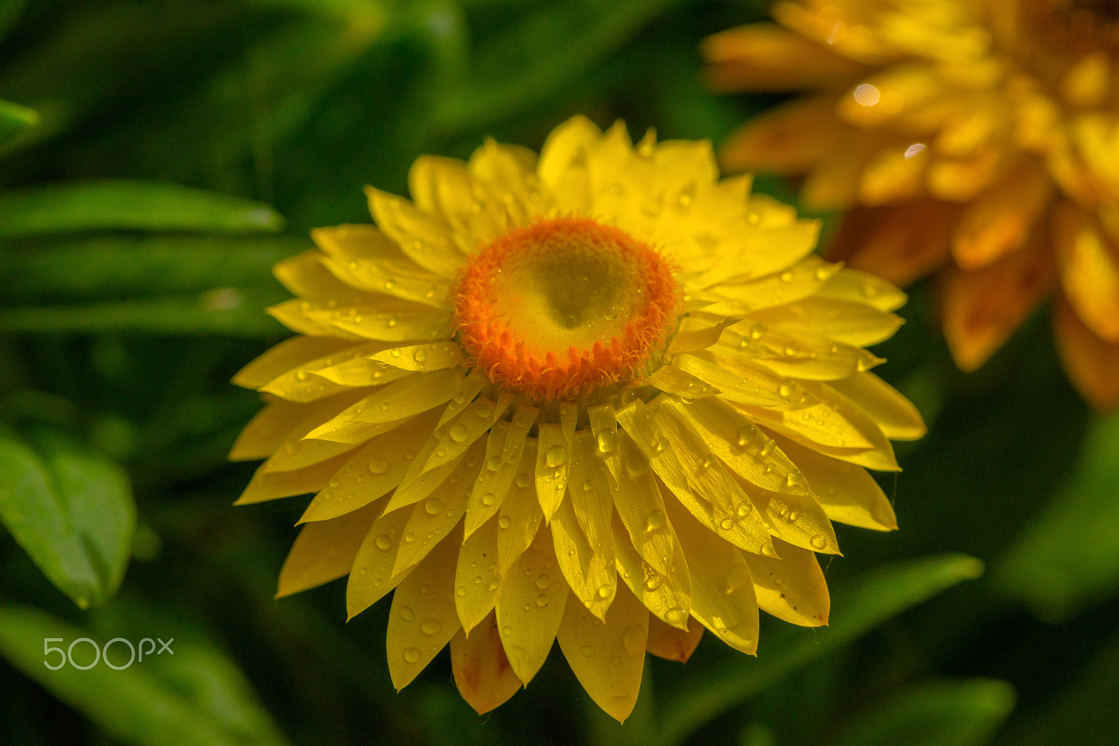 Sony a99 II + 105mm F2.8 sample photo. Like a sun photography