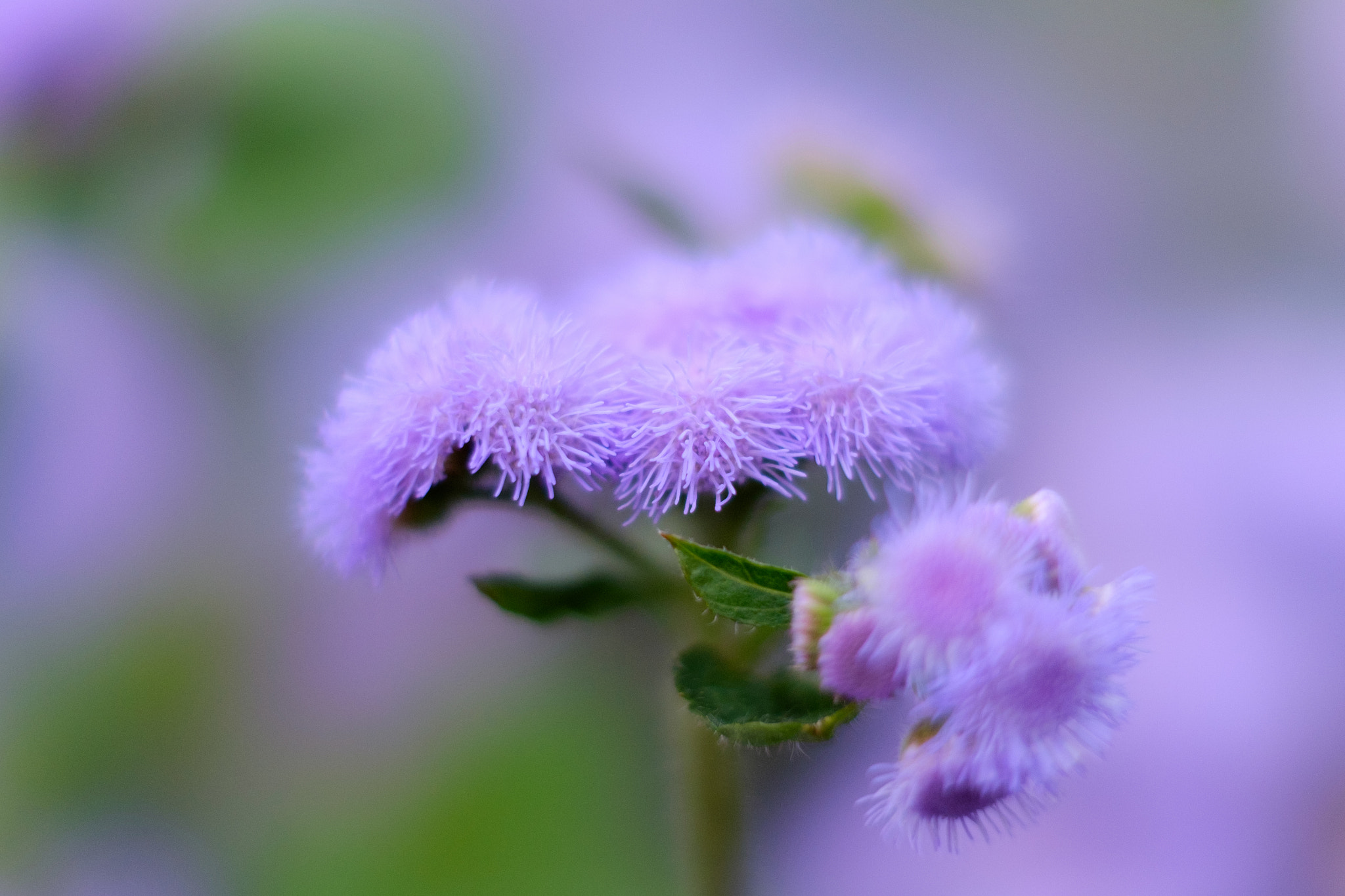 Fujifilm X-E2 + Fujifilm XF 56mm F1.2 R APD sample photo. ？？ photography