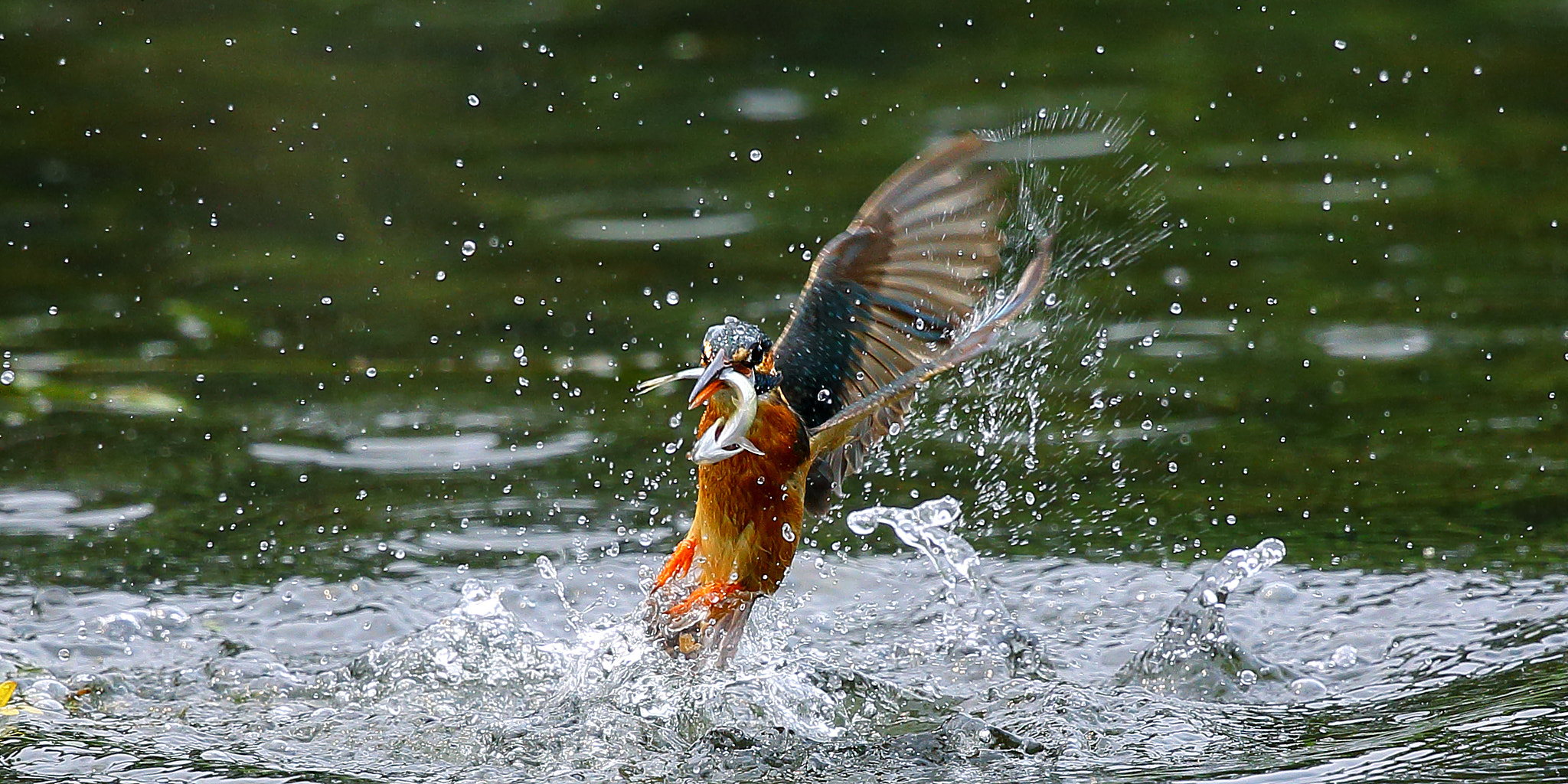 Canon EF 300mm F2.8L IS II USM sample photo. Fishing photography